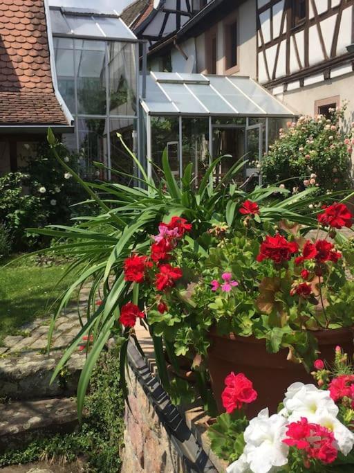 Traumblick Rebenmeer