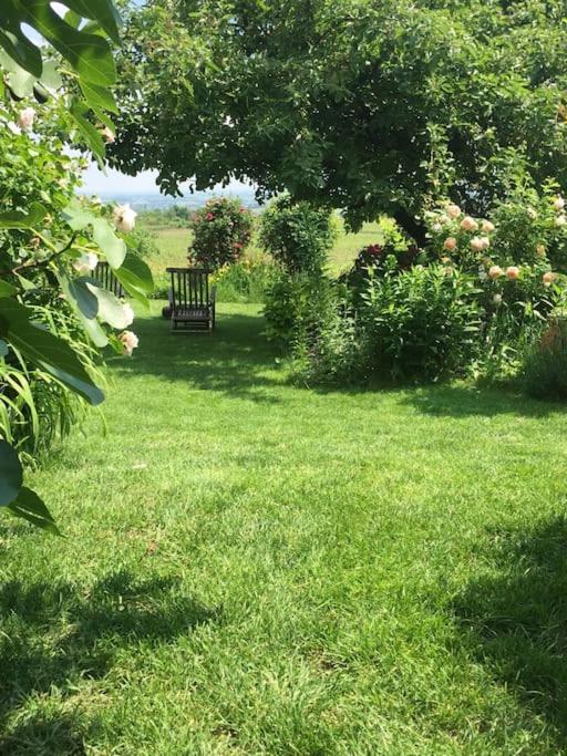 Traumblick Rebenmeer