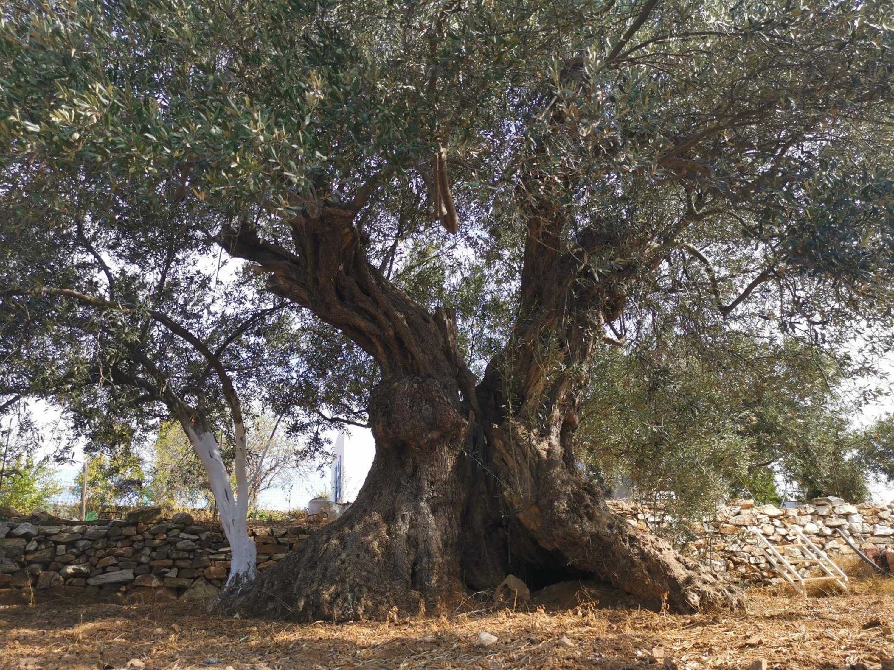 Ktima Elea Antiparos
