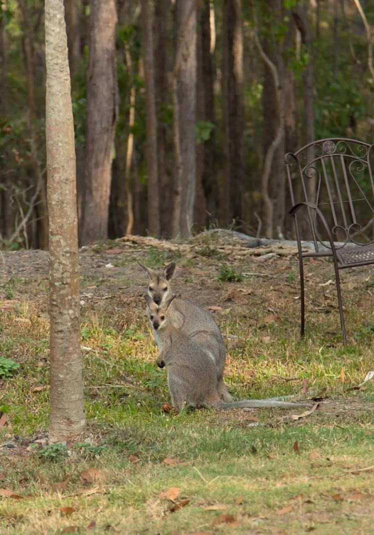 Winston Wallabies Urban Getaway
