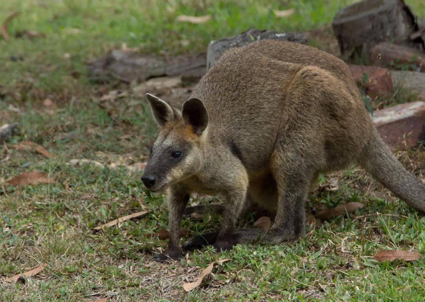Winston Wallabies Urban Getaway