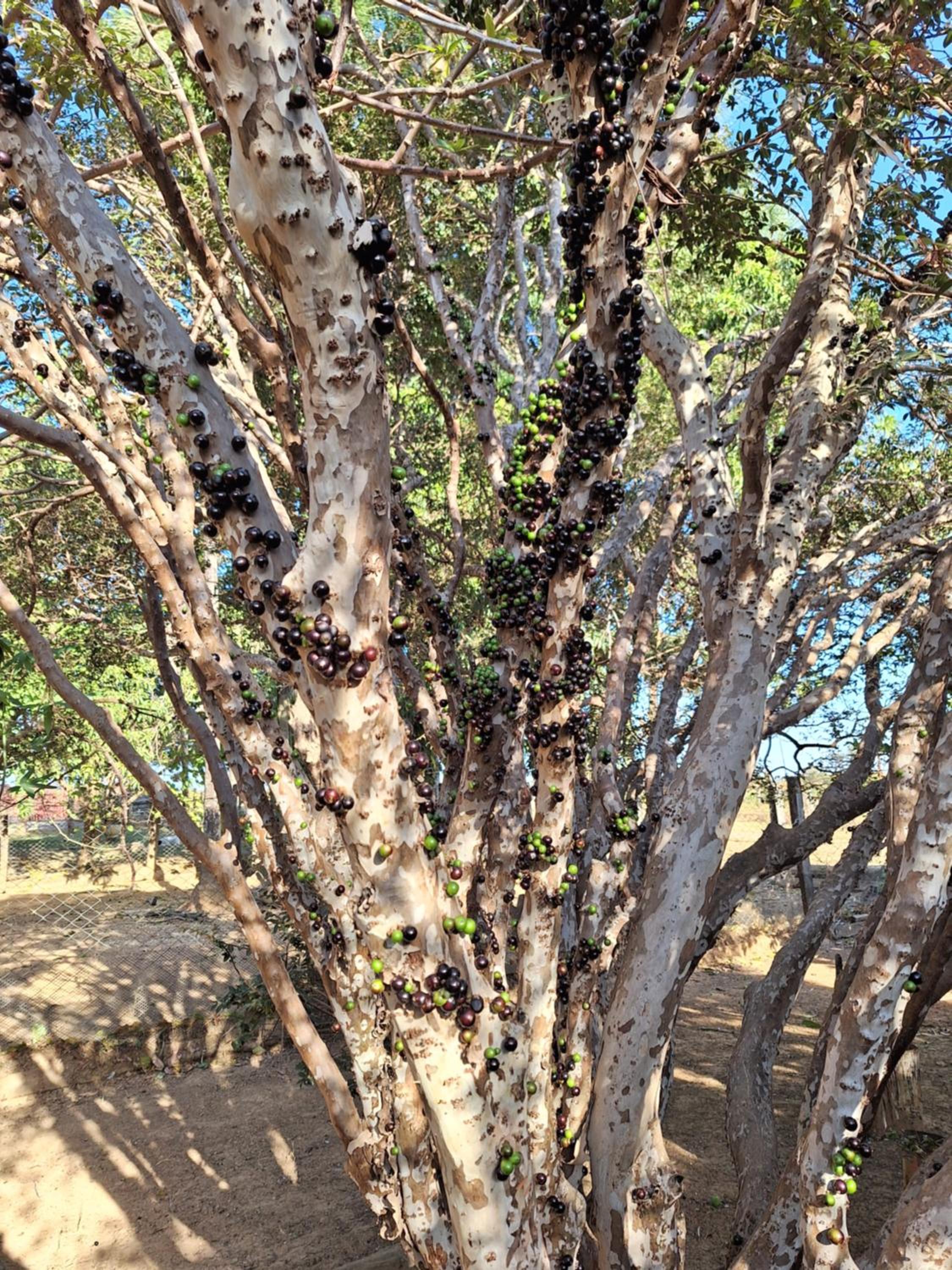 Pousada Serra Dourada Mossâmedes