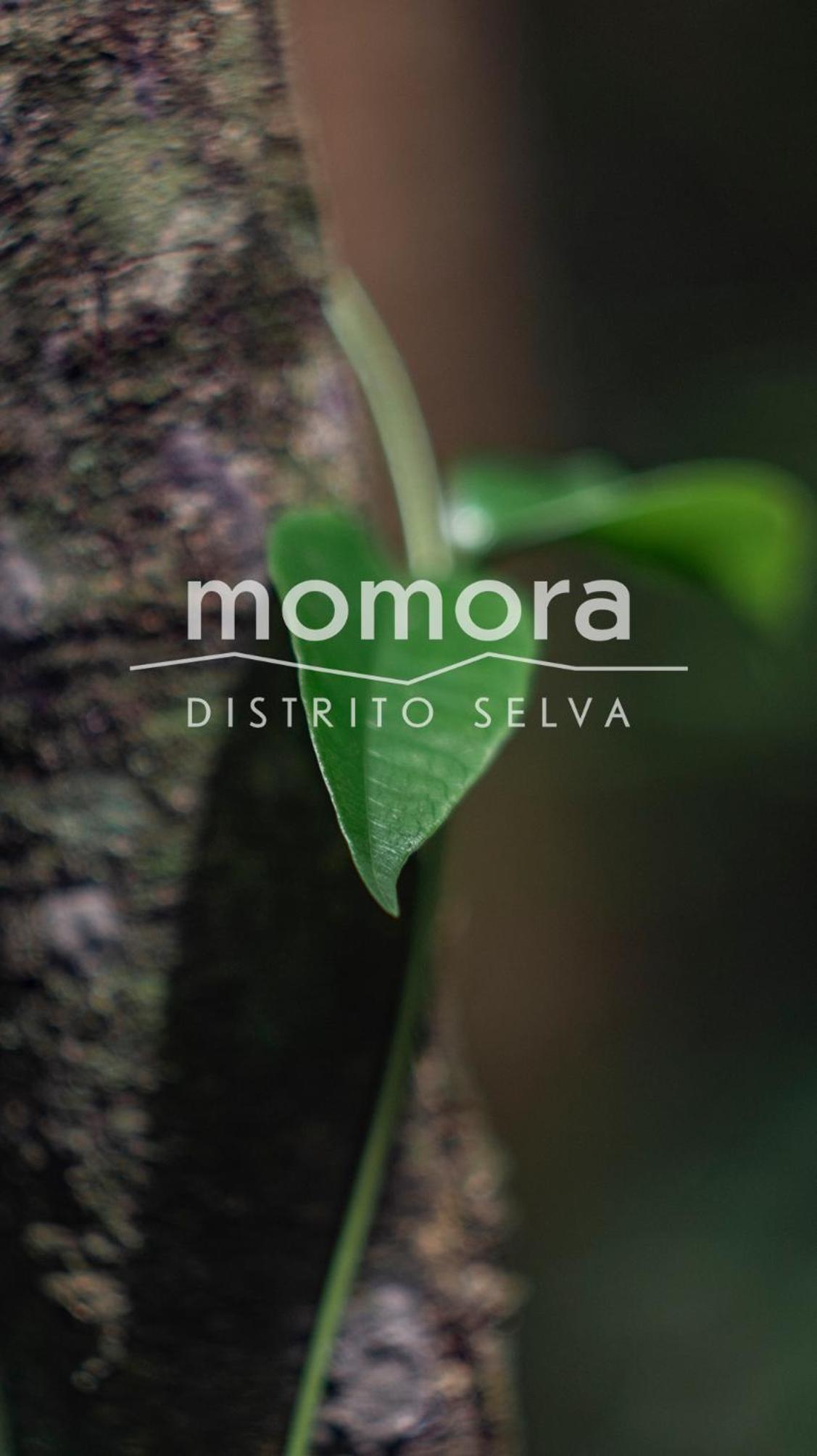 Momora distrito selva