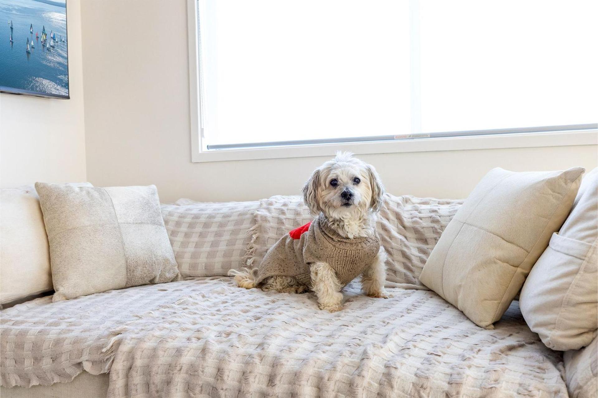 The Pacific Pearl,16 Pacific Avenue, Anna Bay - pet friendly, air con
