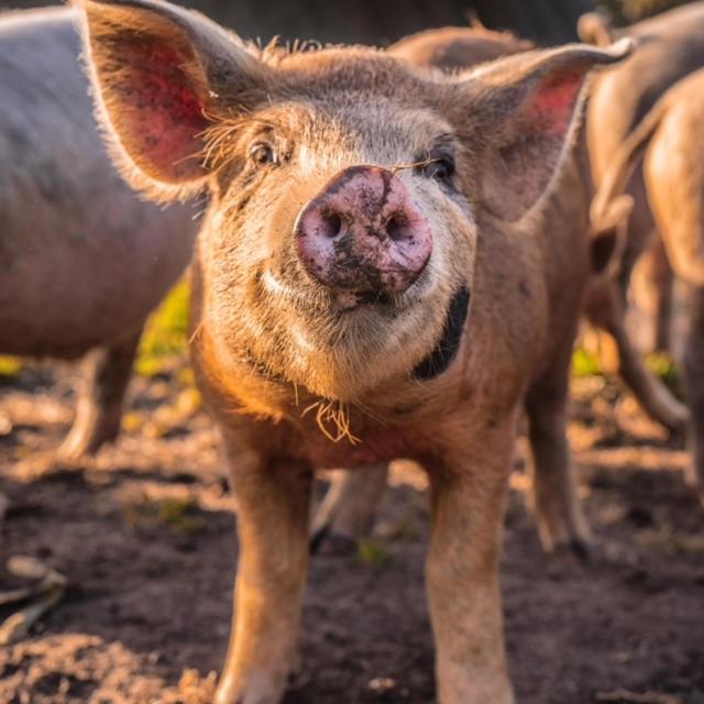 Freshwater Creek Cottages & Farm Stay
