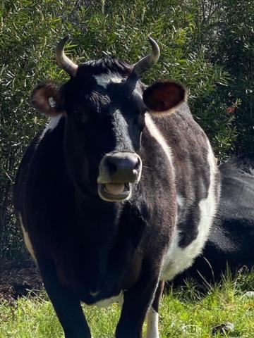 Freshwater Creek Cottages & Farm Stay