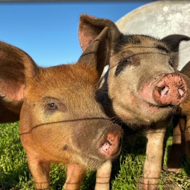 Freshwater Creek Cottages & Farm Stay