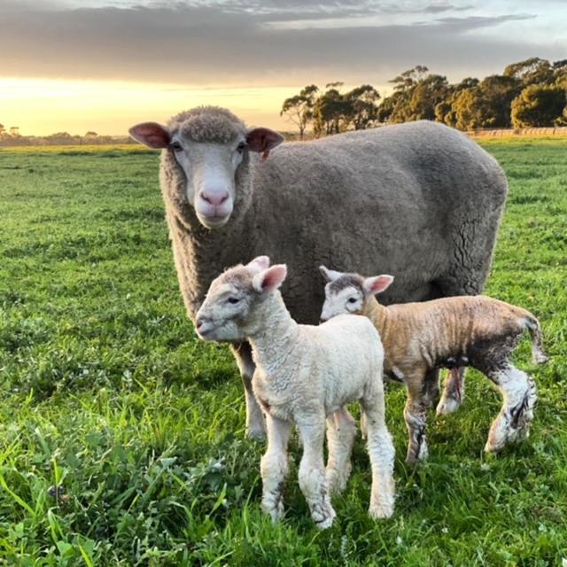 Freshwater Creek Cottages & Farm Stay