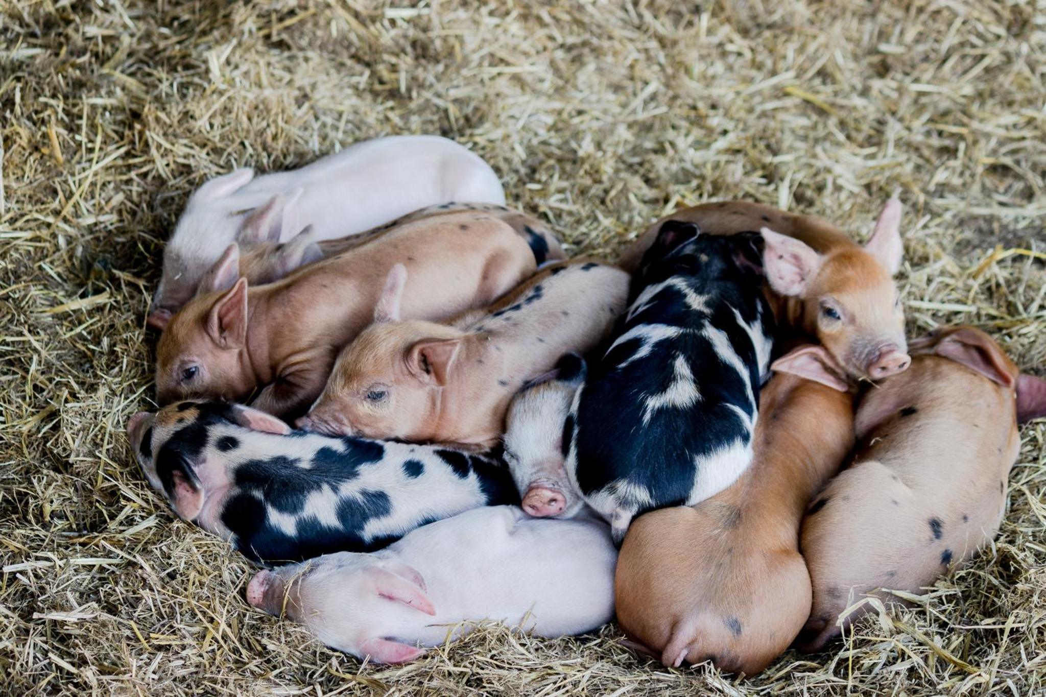 Freshwater Creek Cottages & Farm Stay