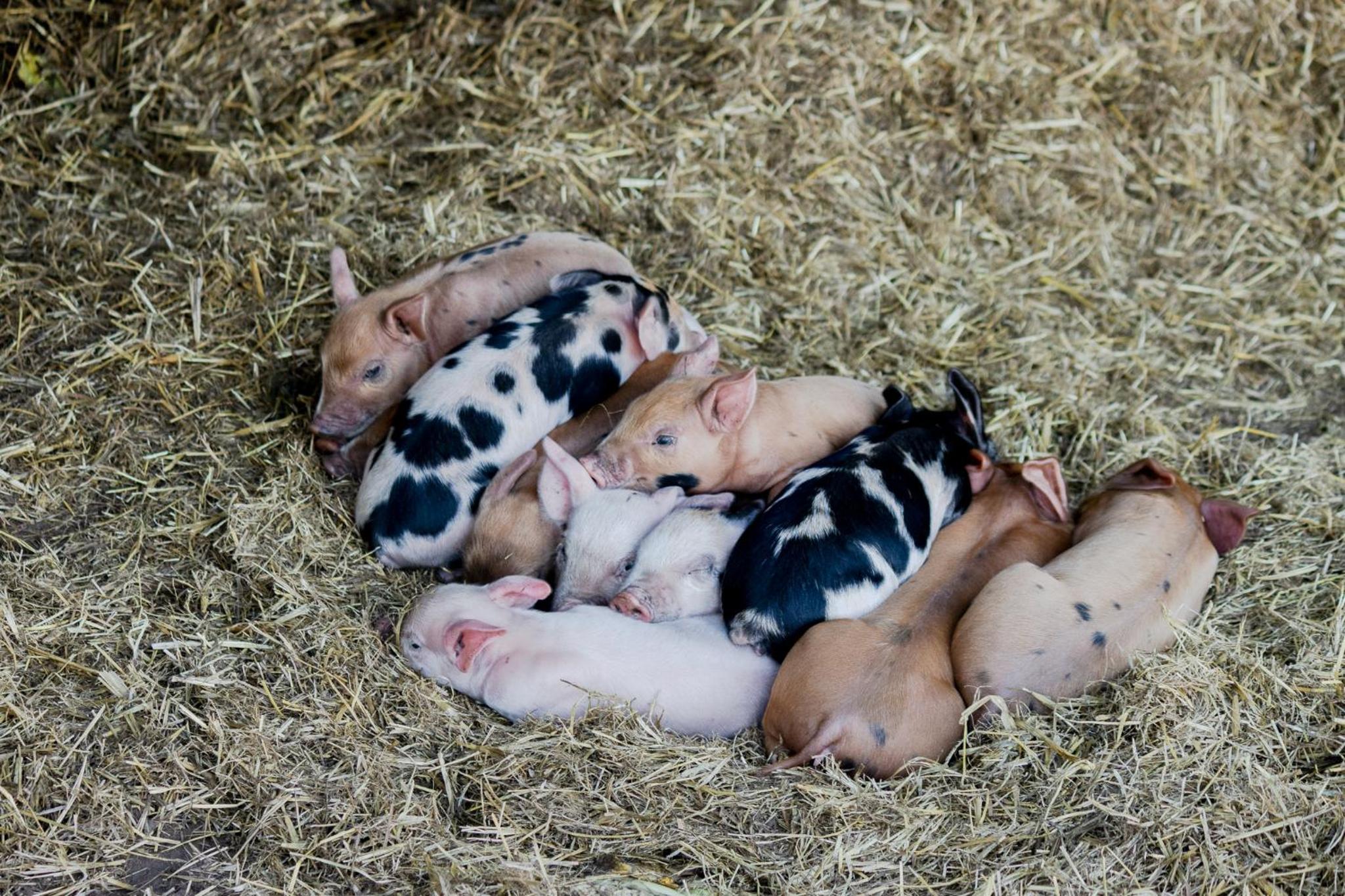 Freshwater Creek Cottages & Farm Stay