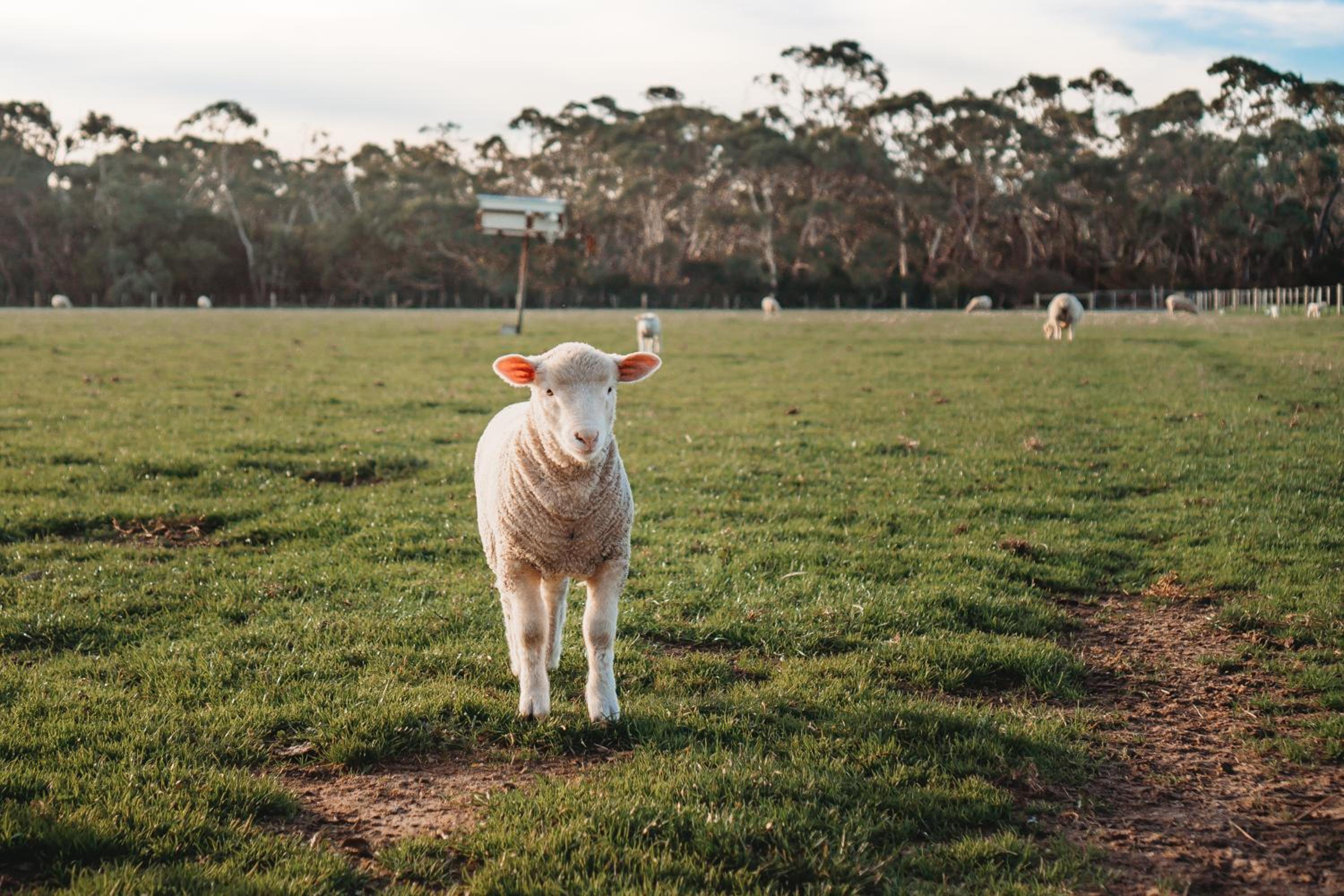 Freshwater Creek Cottages & Farm Stay