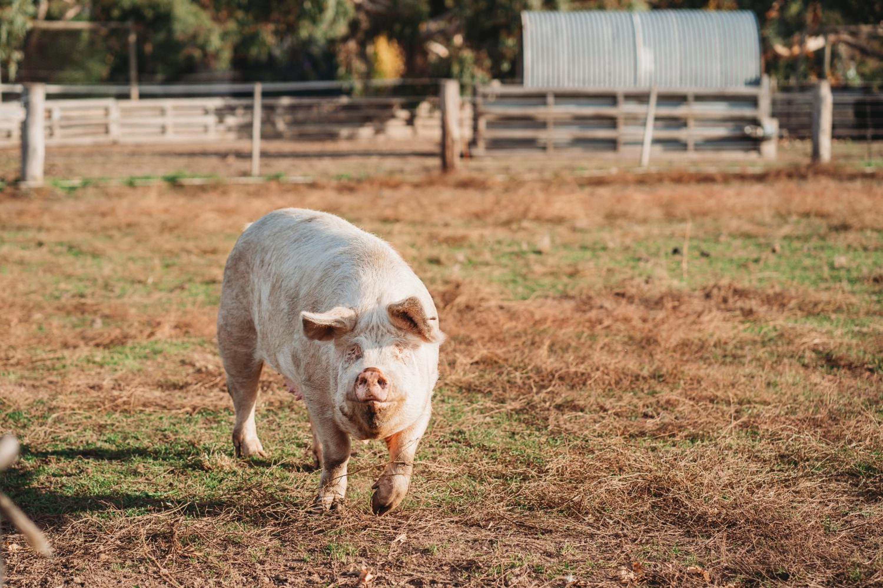 Freshwater Creek Cottages & Farm Stay