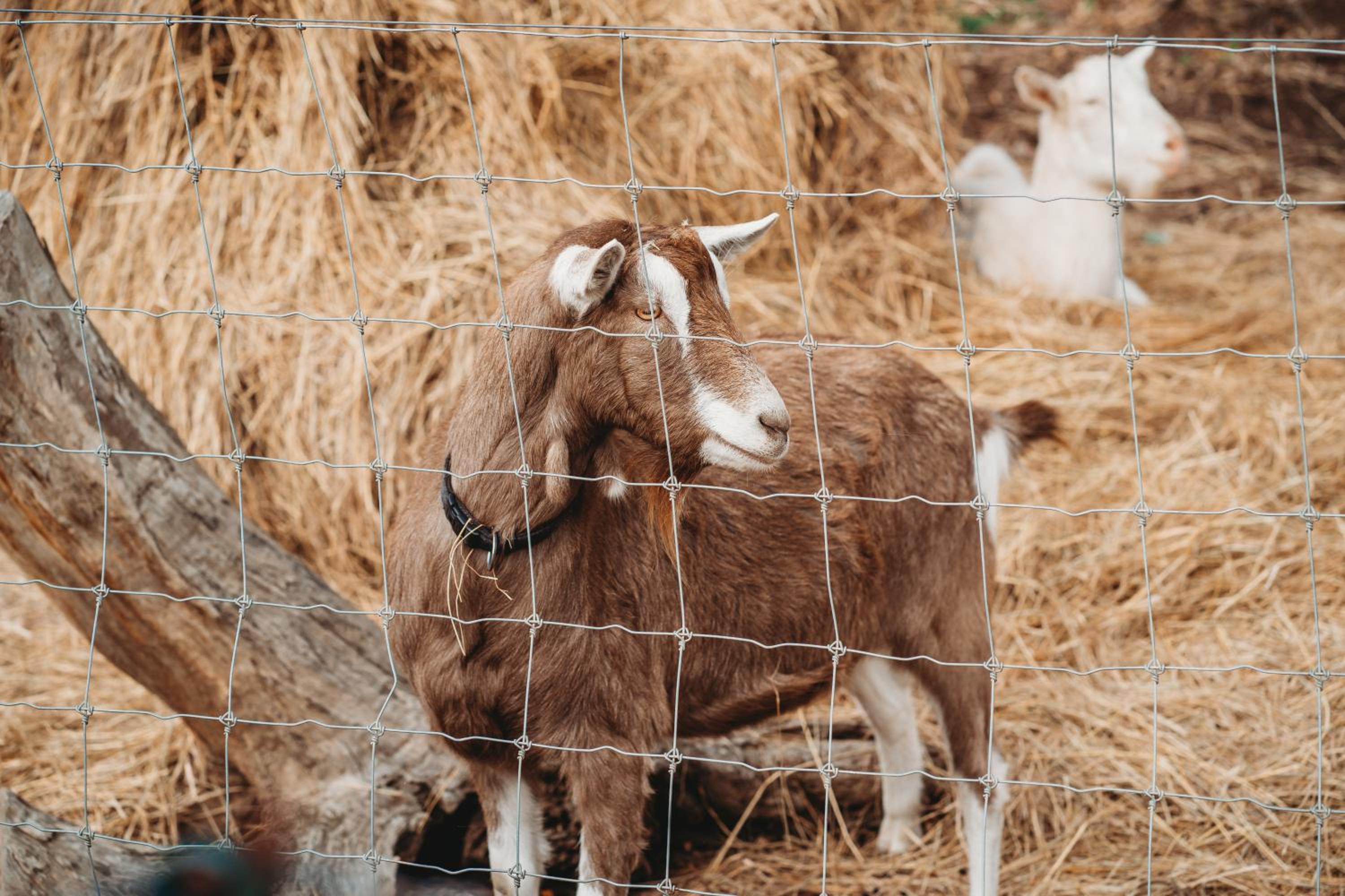 Freshwater Creek Cottages & Farm Stay