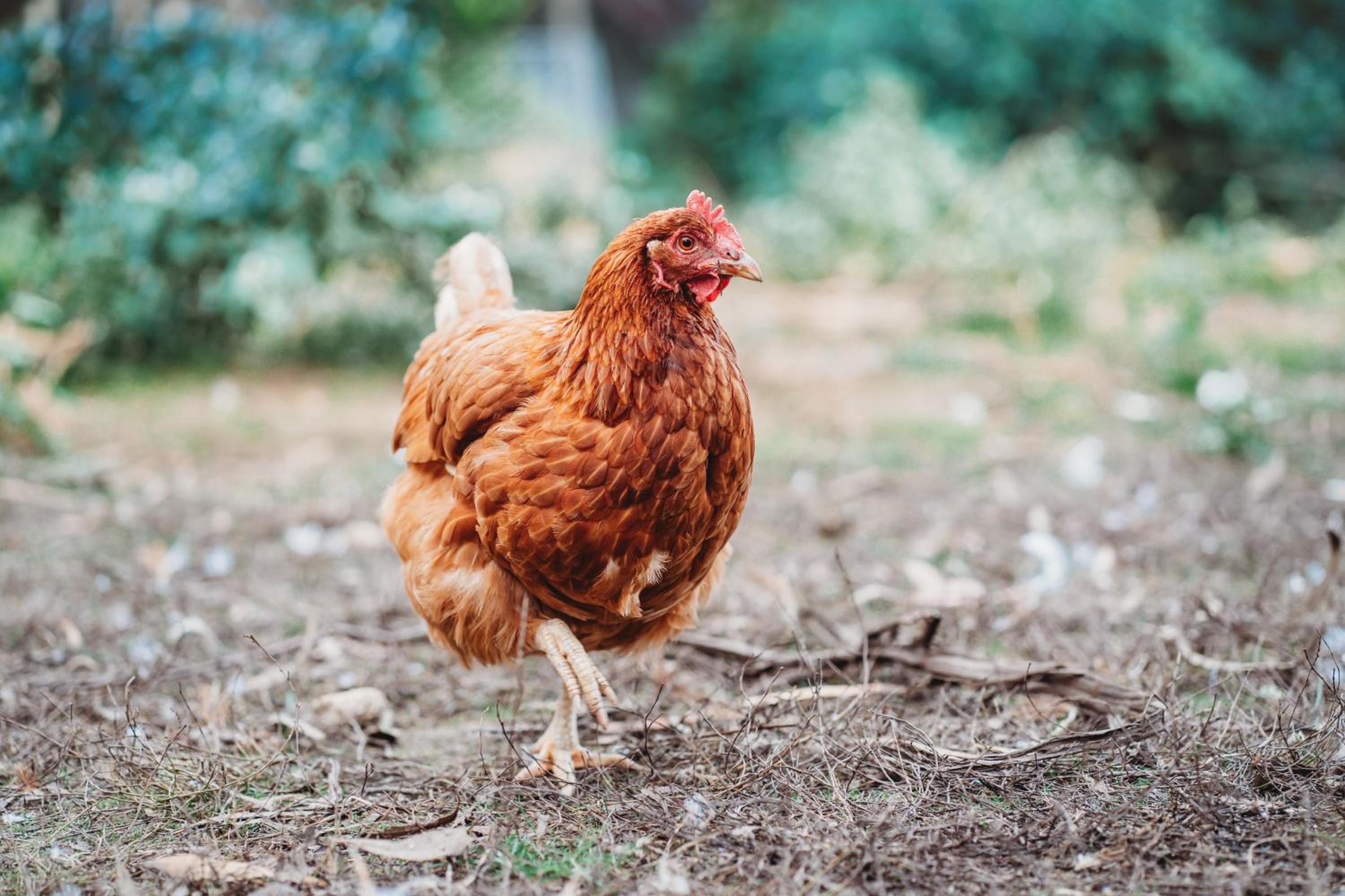 Freshwater Creek Cottages & Farm Stay