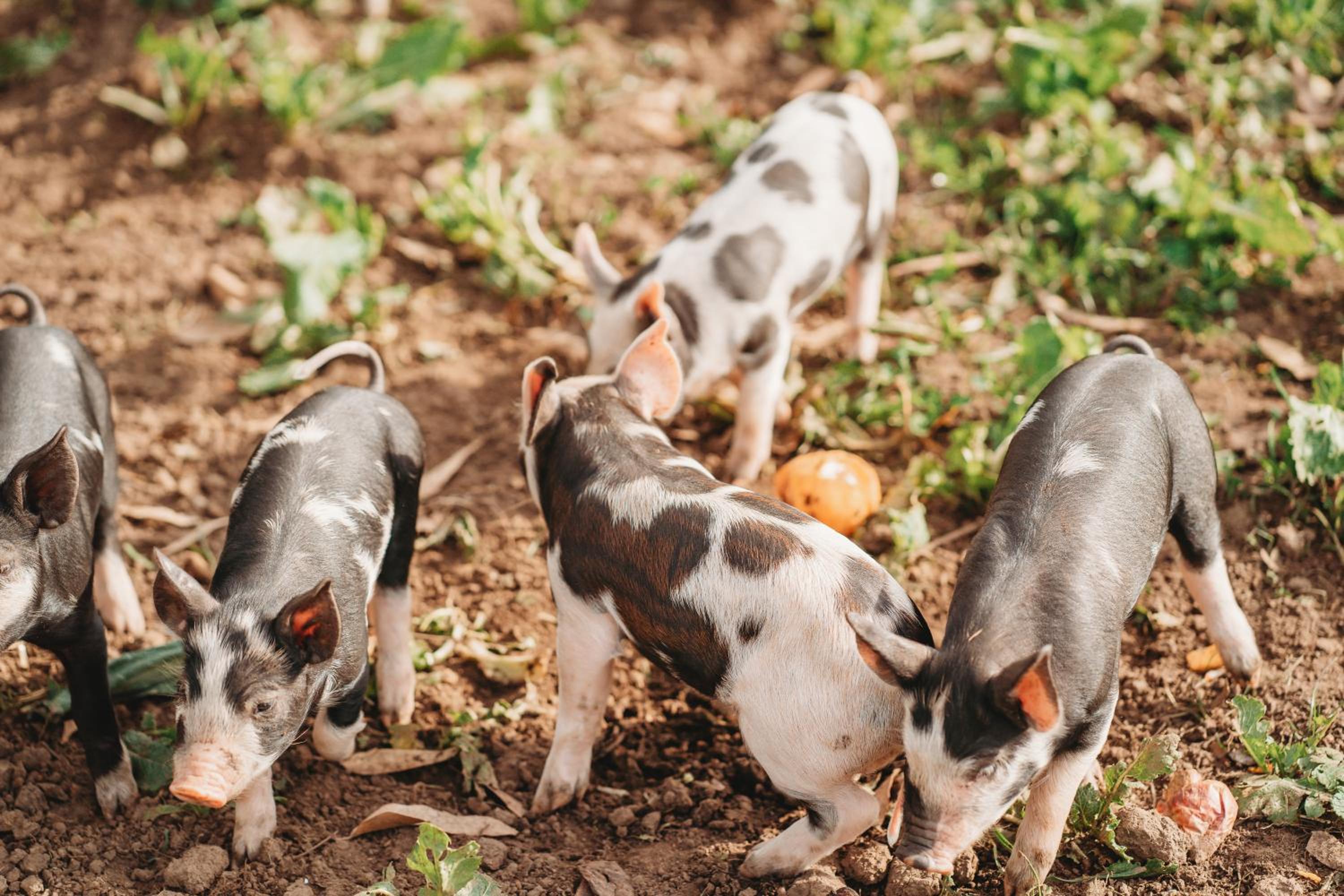 Freshwater Creek Cottages & Farm Stay