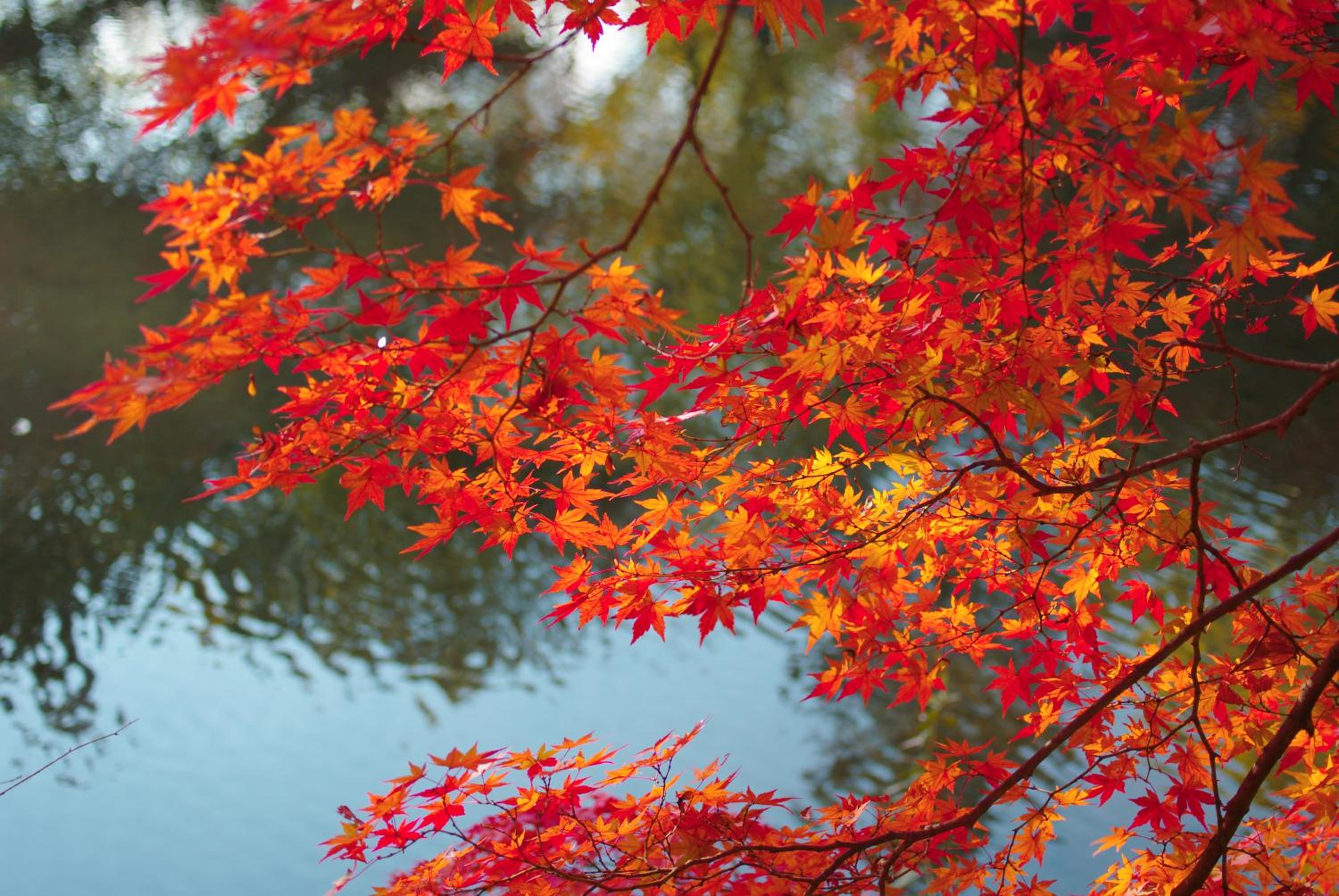 Stay SAKURA Kyoto Nijo Castle West I