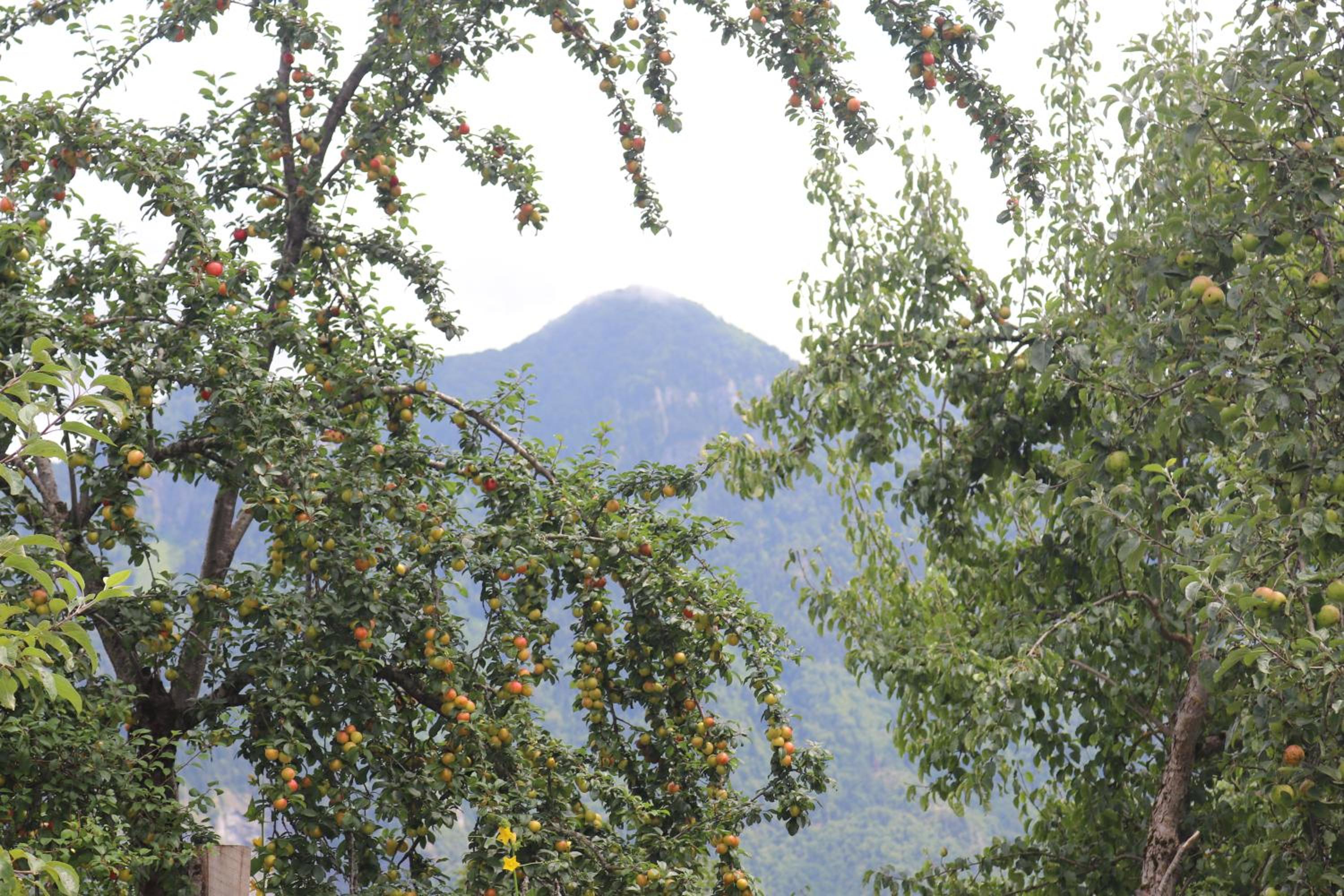 Photo 21