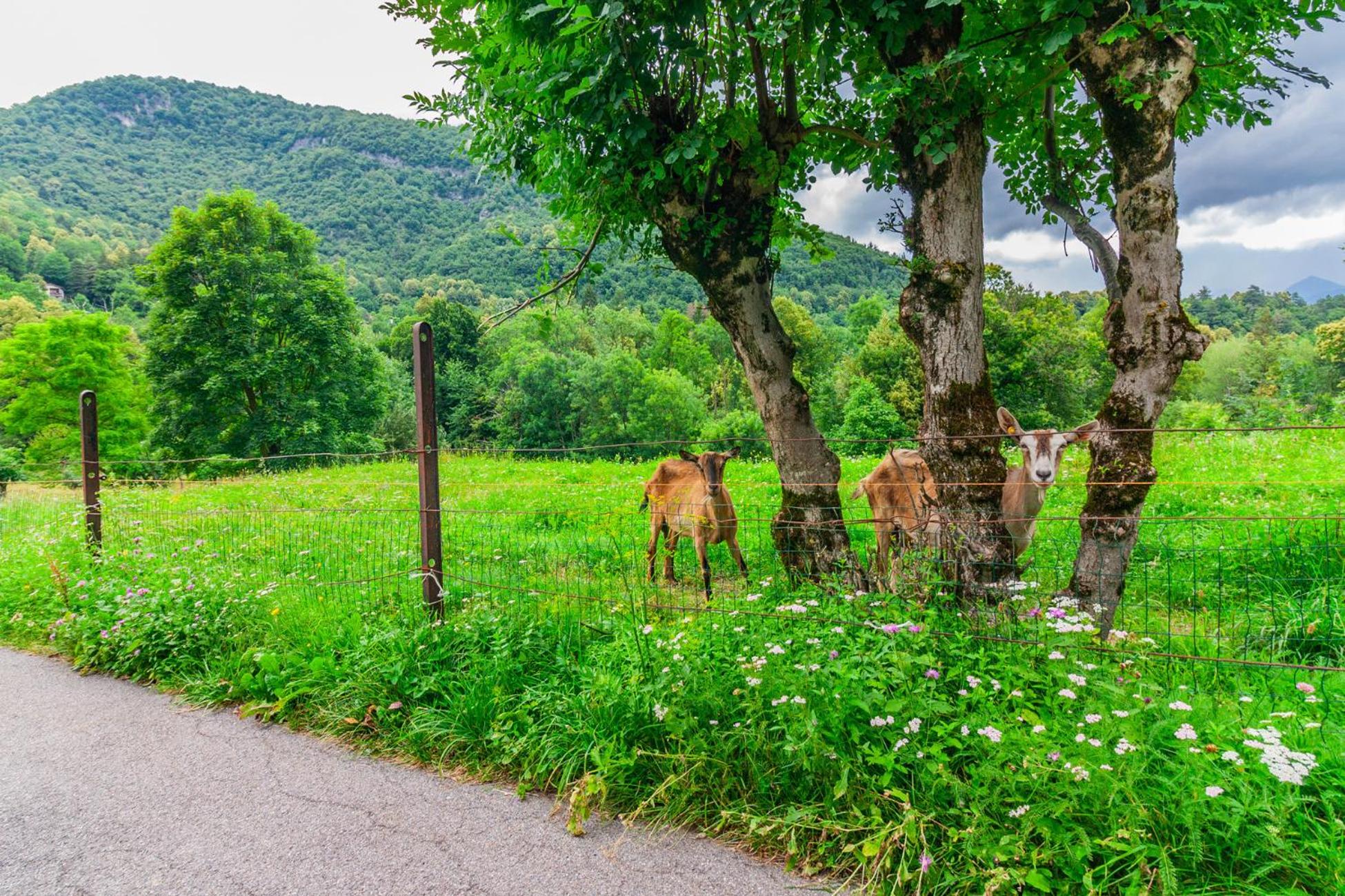 Nel Verde di Rovenza by Wonderful Italy