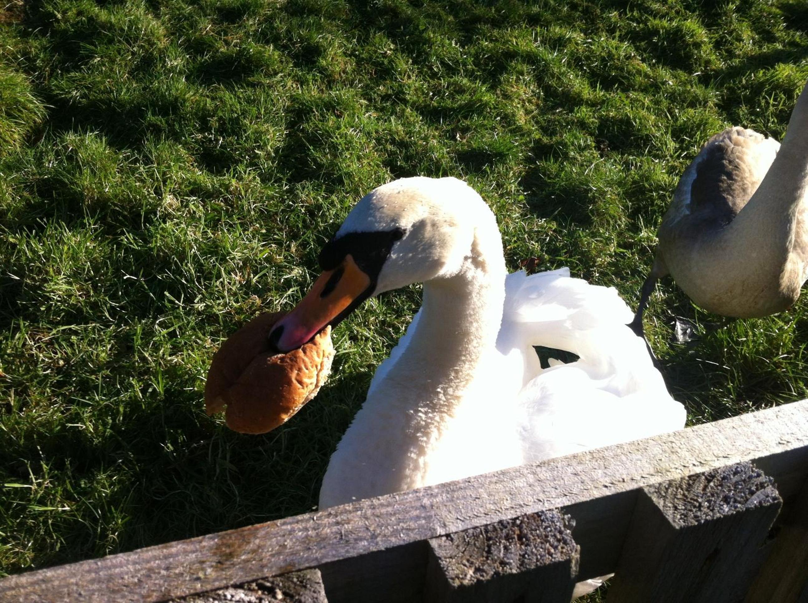 Photo 41