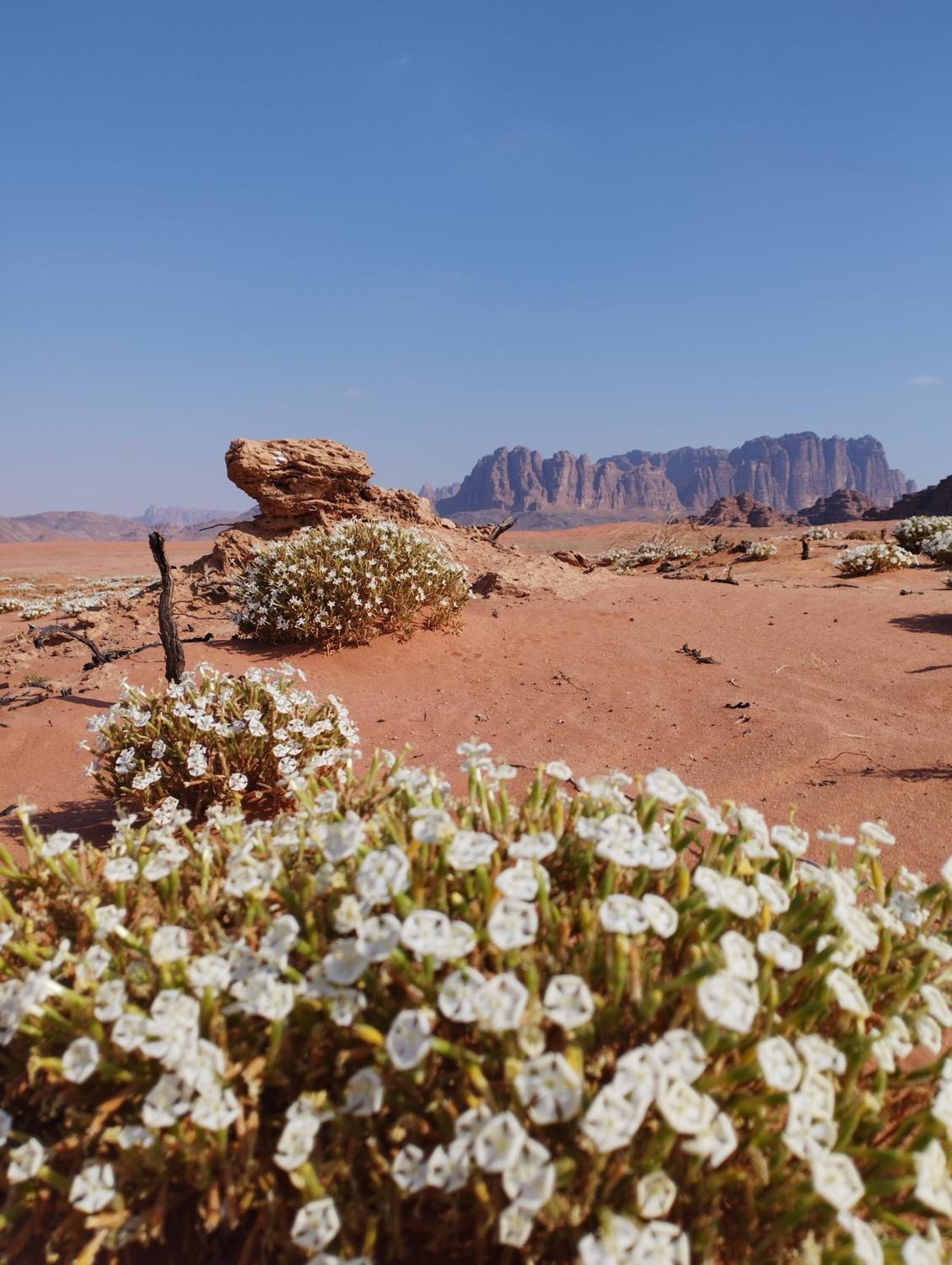 Wadi rum sand Delight camp