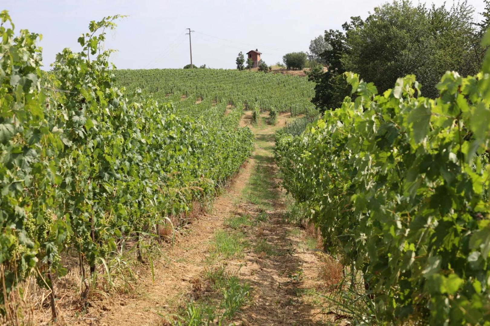 Braida Wine Ośrodek, Zdjęcie 63