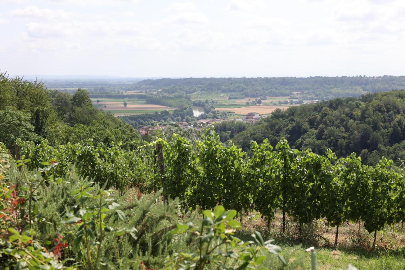Braida Wine Ośrodek, Zdjęcie 64