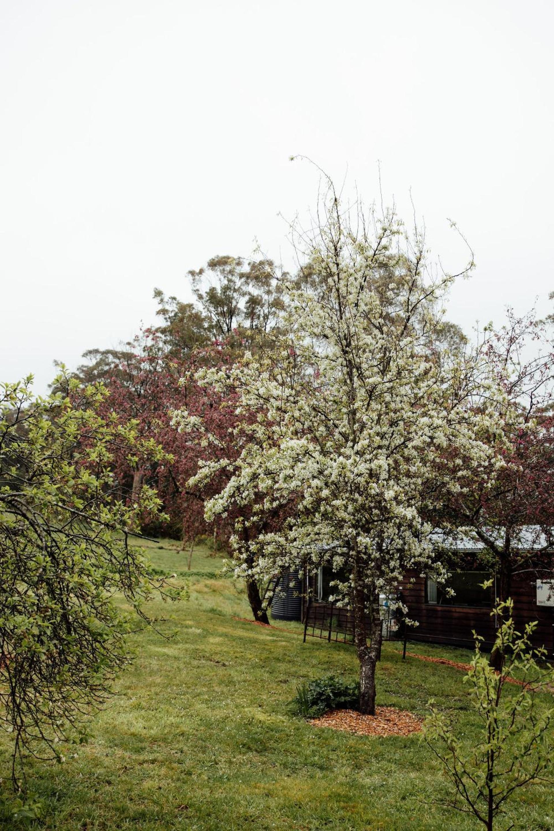 The Artemis Cottage