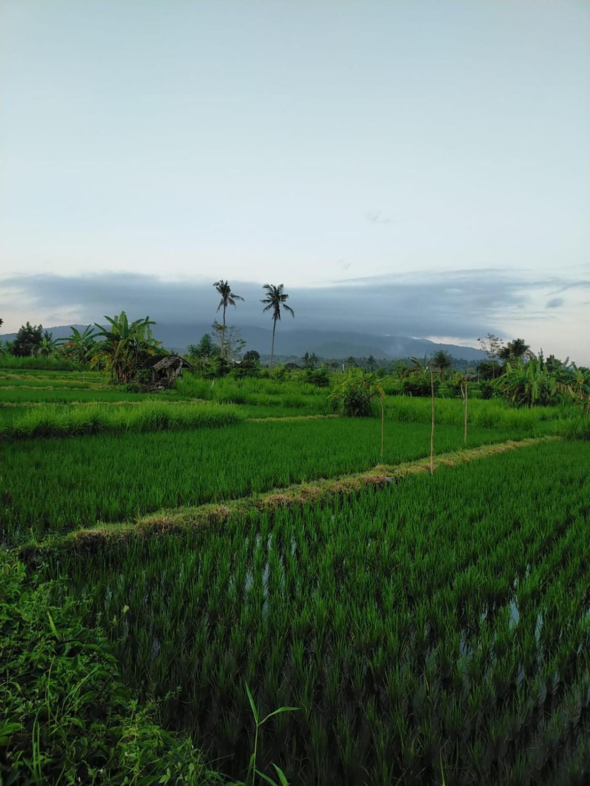 Limun guesthouse