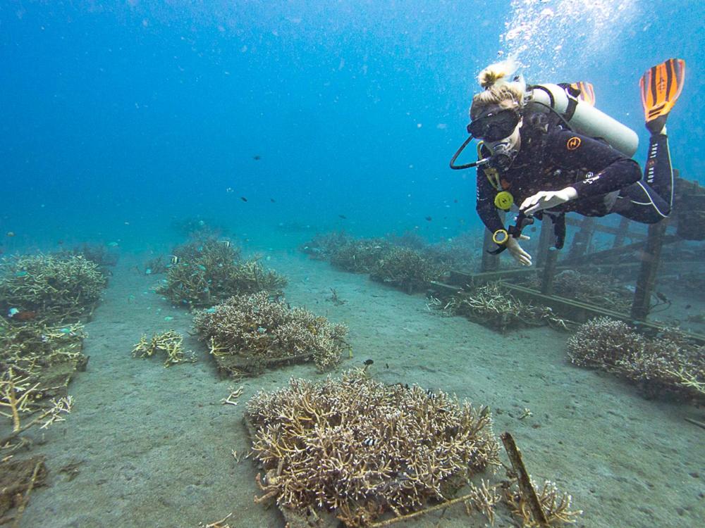 Murex Bangka Dive Resort