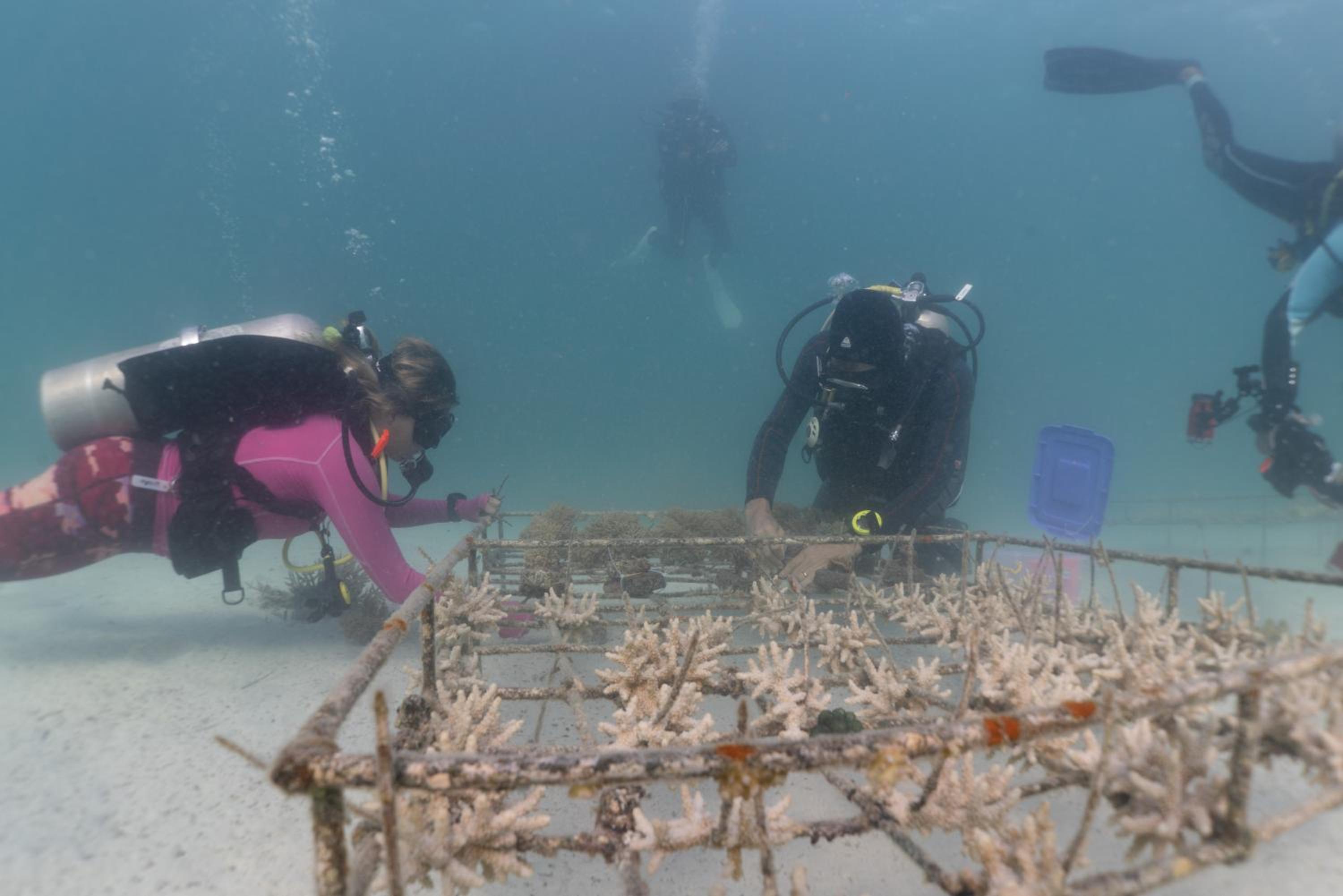 Murex Bangka Dive Resort