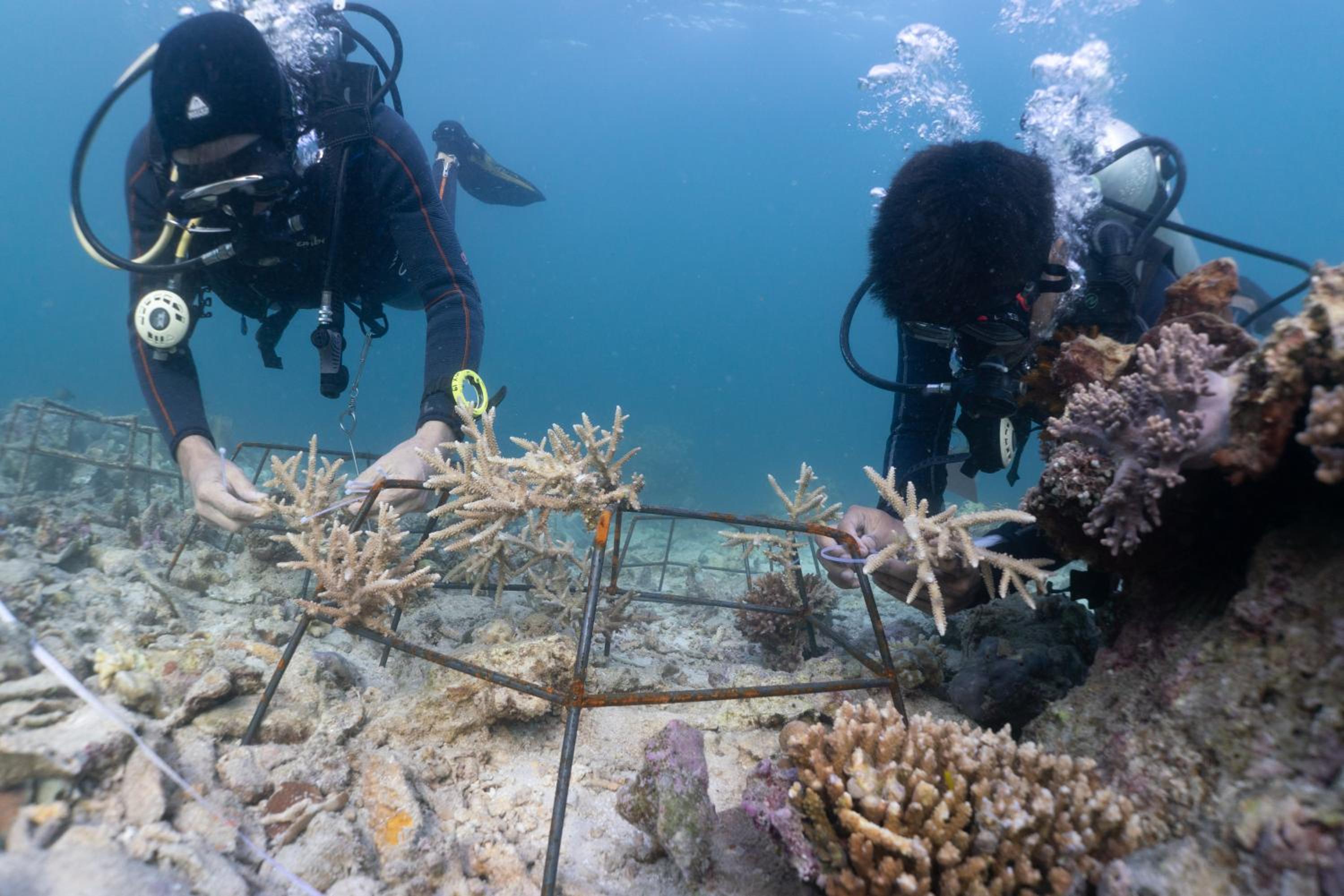 Murex Bangka Dive Resort