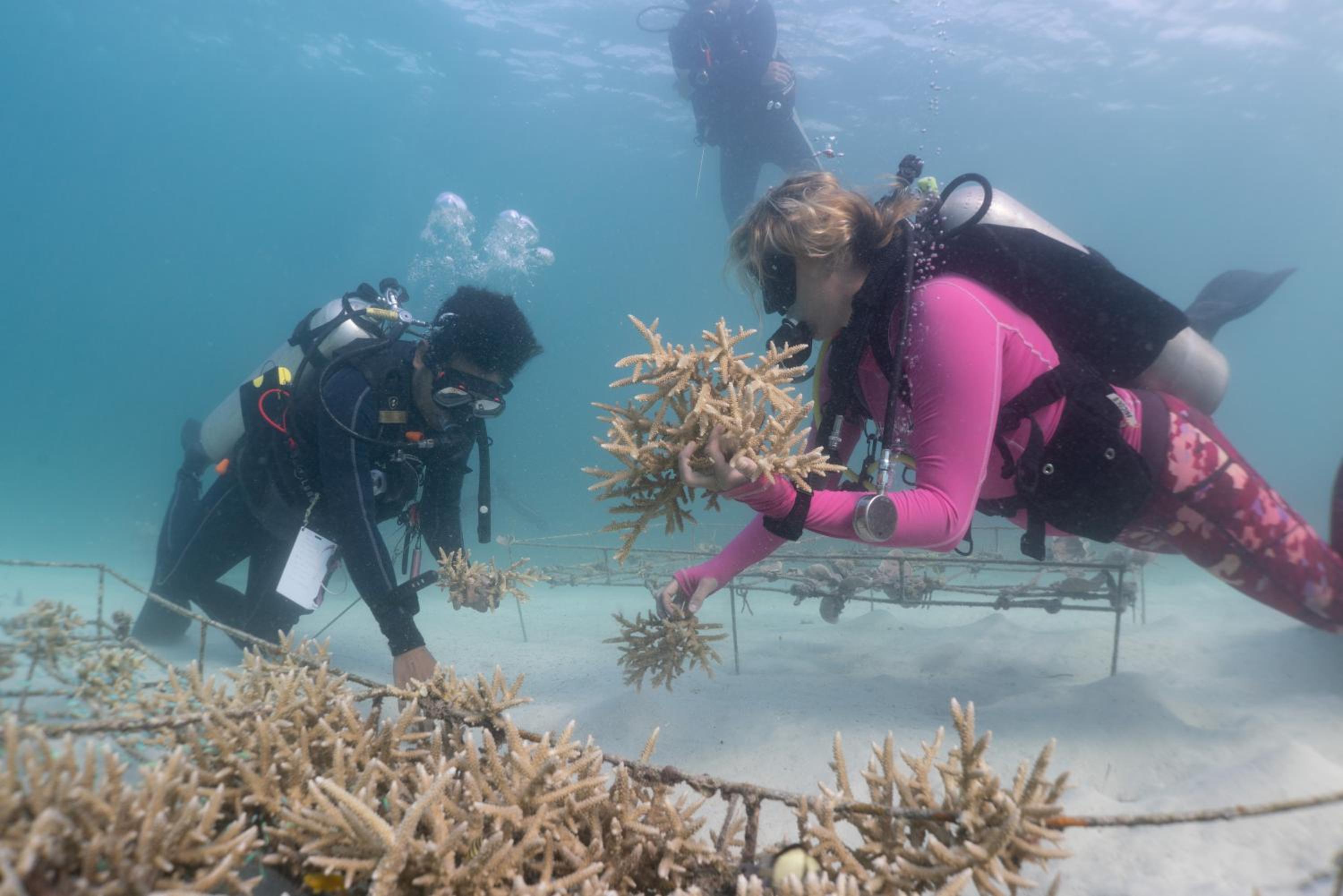 Murex Bangka Dive Resort