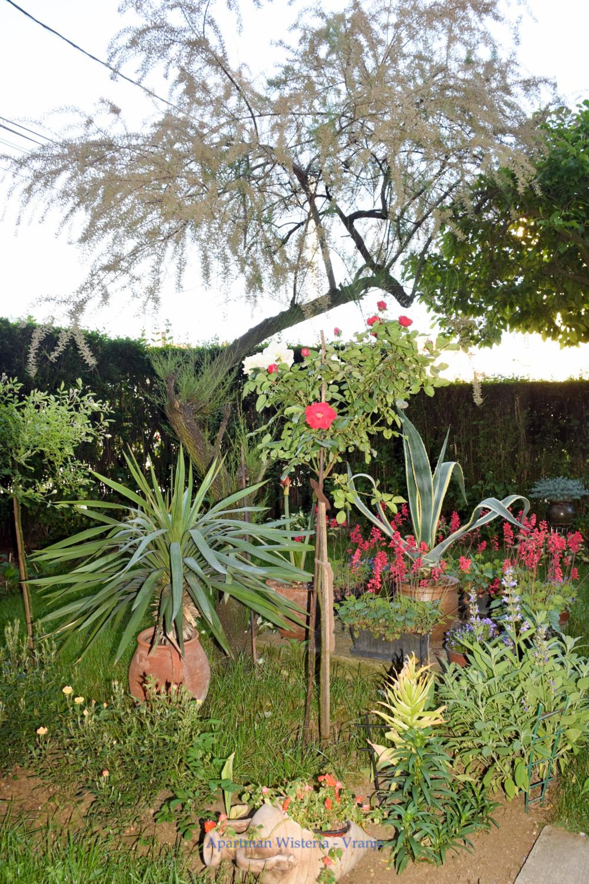 Apartman Wisteria view 3