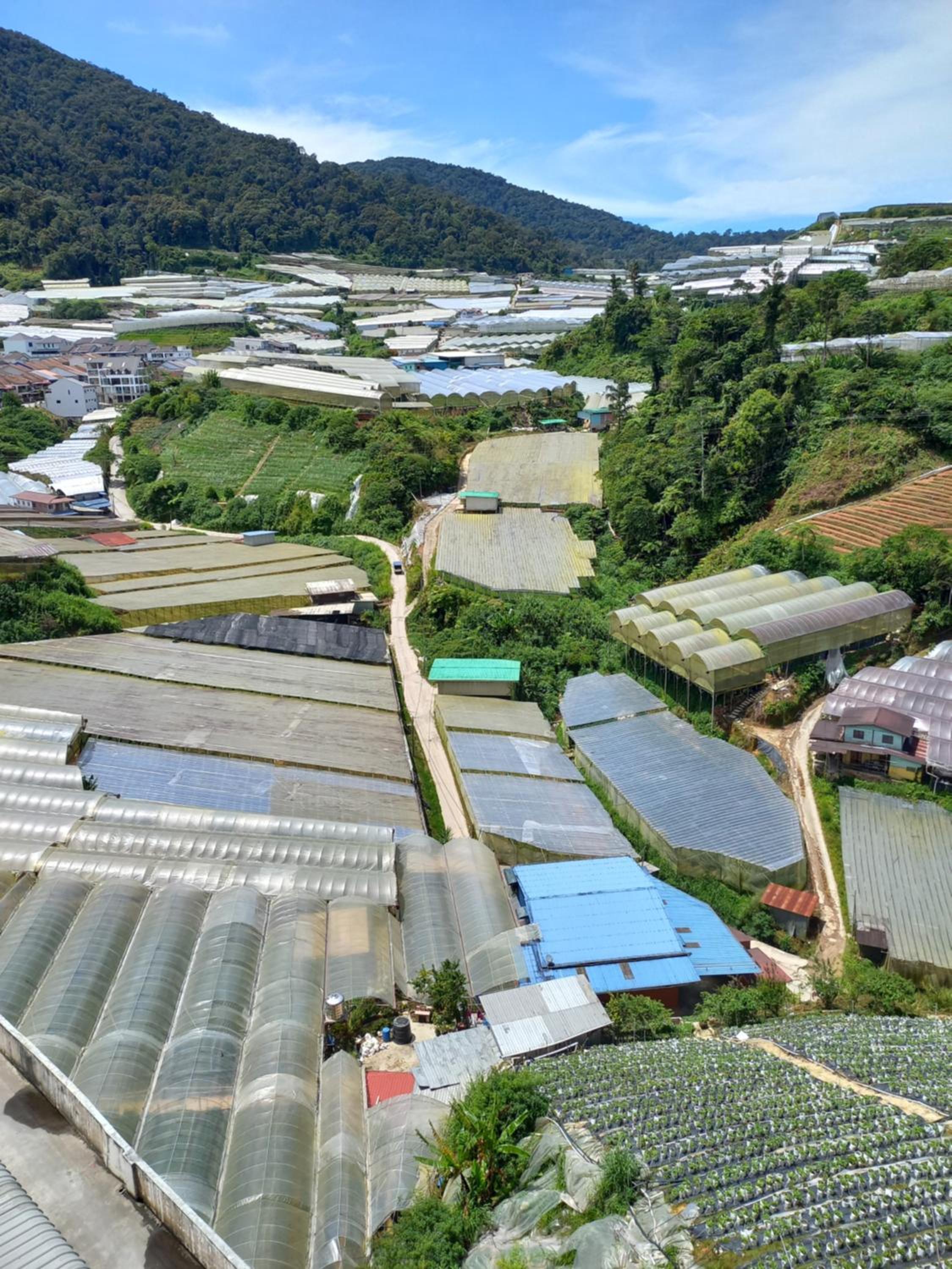 Nature Stay Cameron Highlands