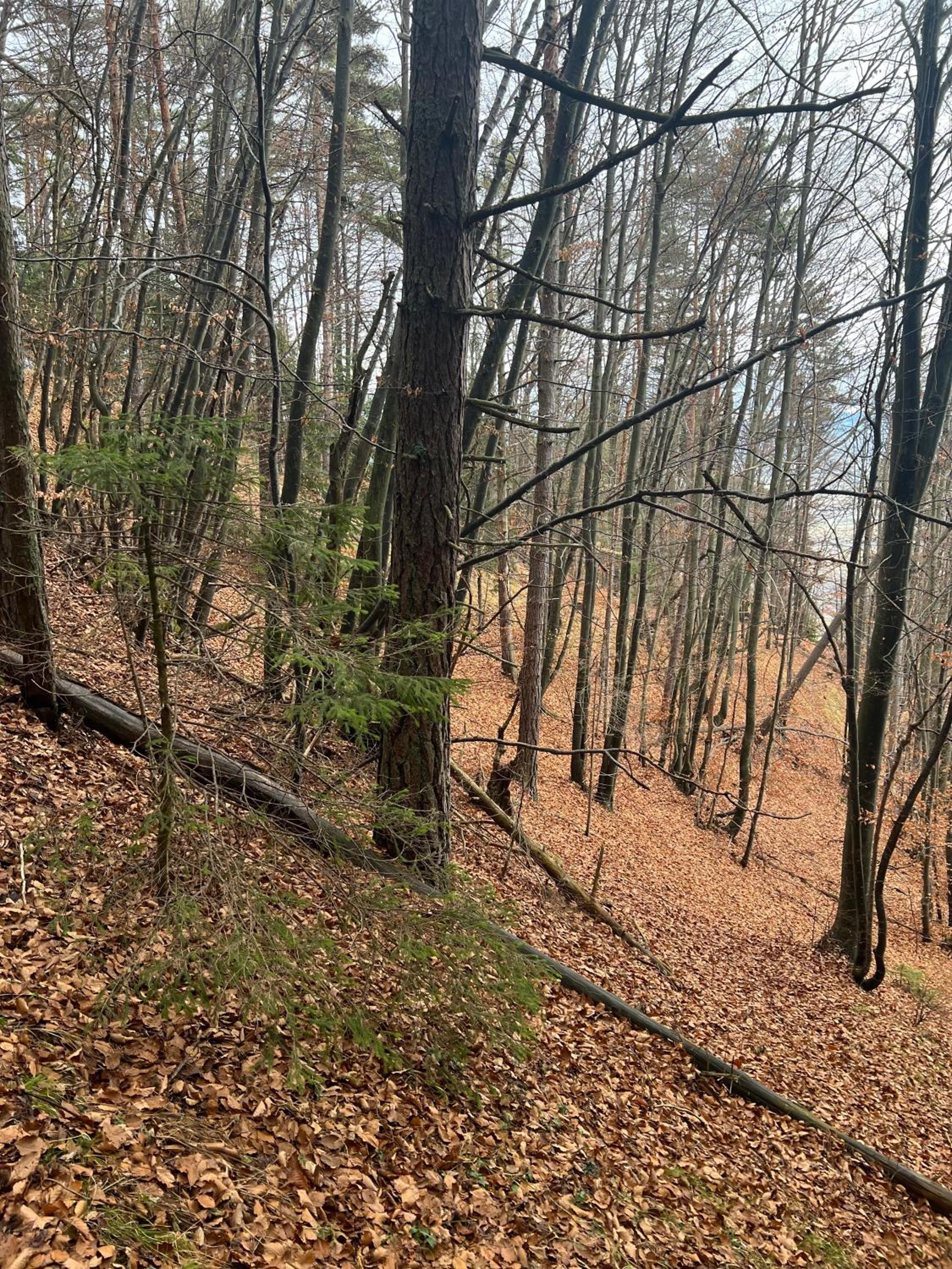 Photo 72