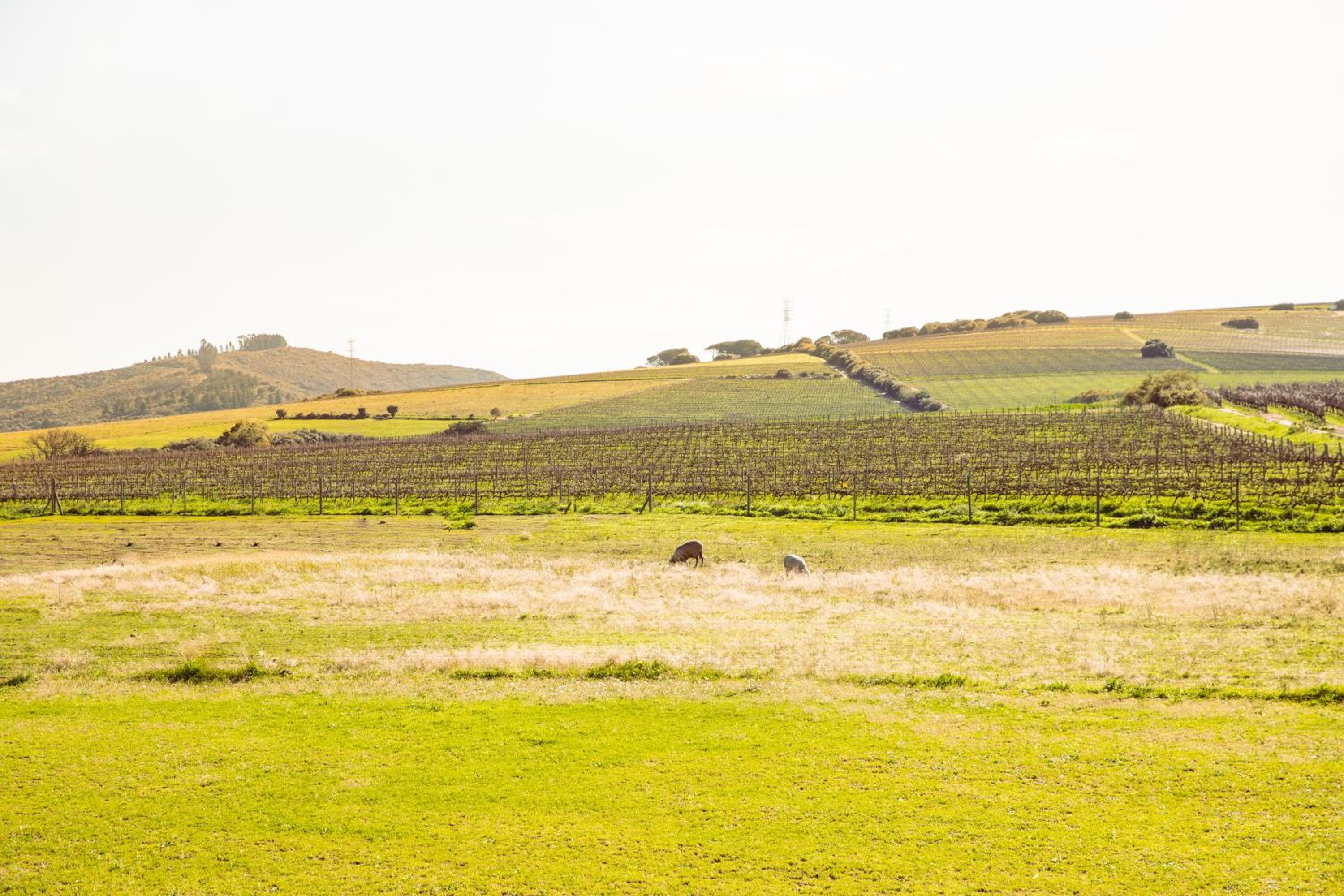 Lovane Boutique Wine Estate and Guesthouse