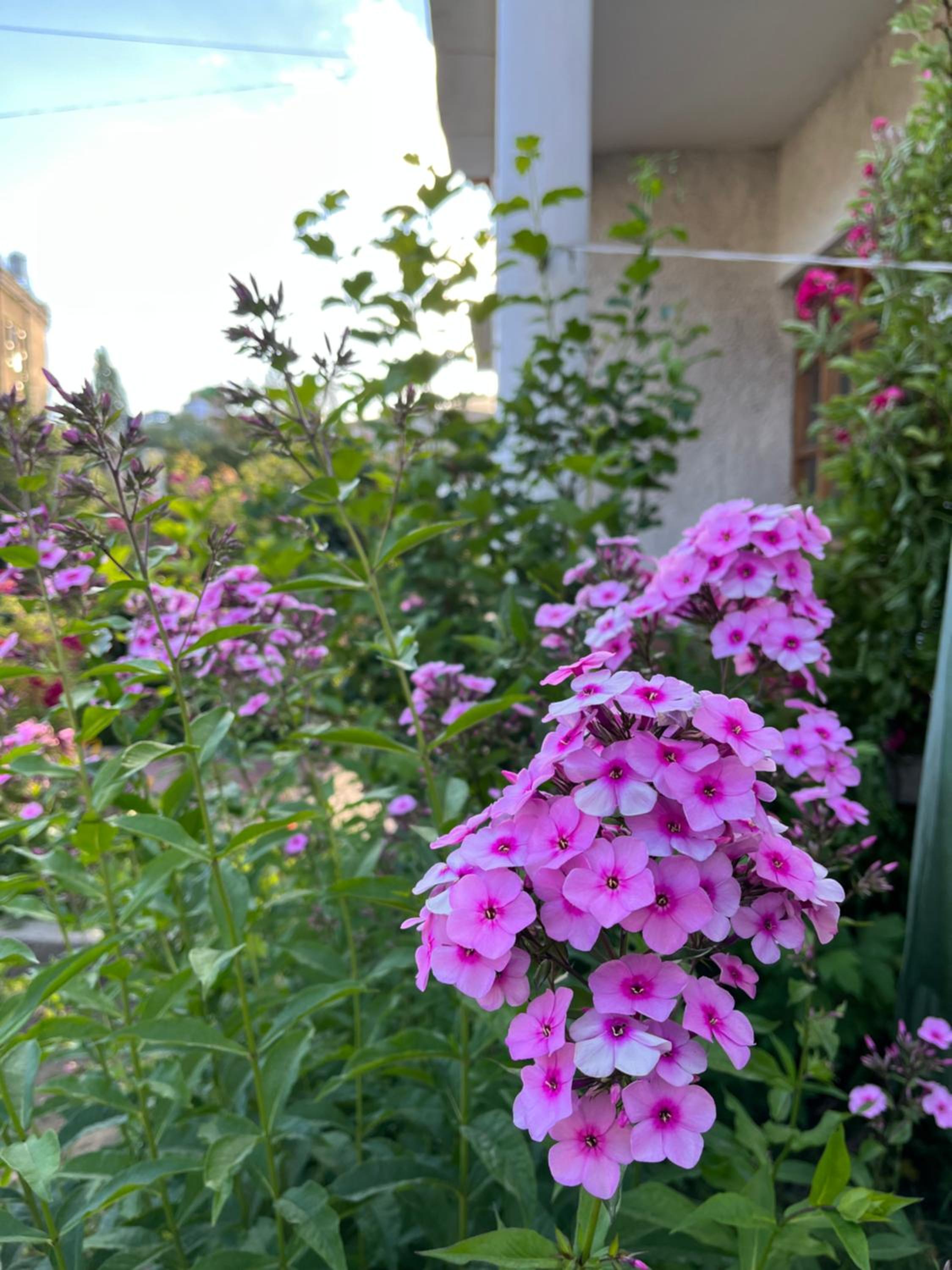 Chakzot garden house