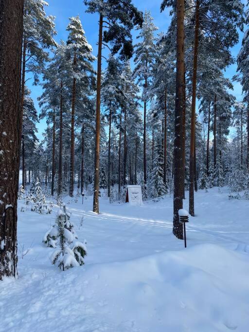 Unique winter holiday in pine forest