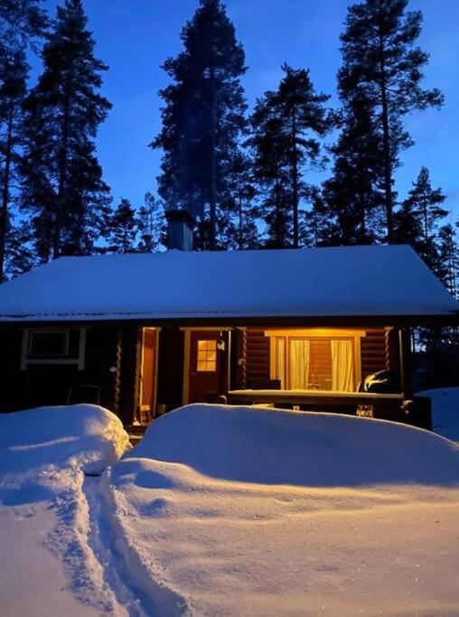 Unique winter holiday in pine forest