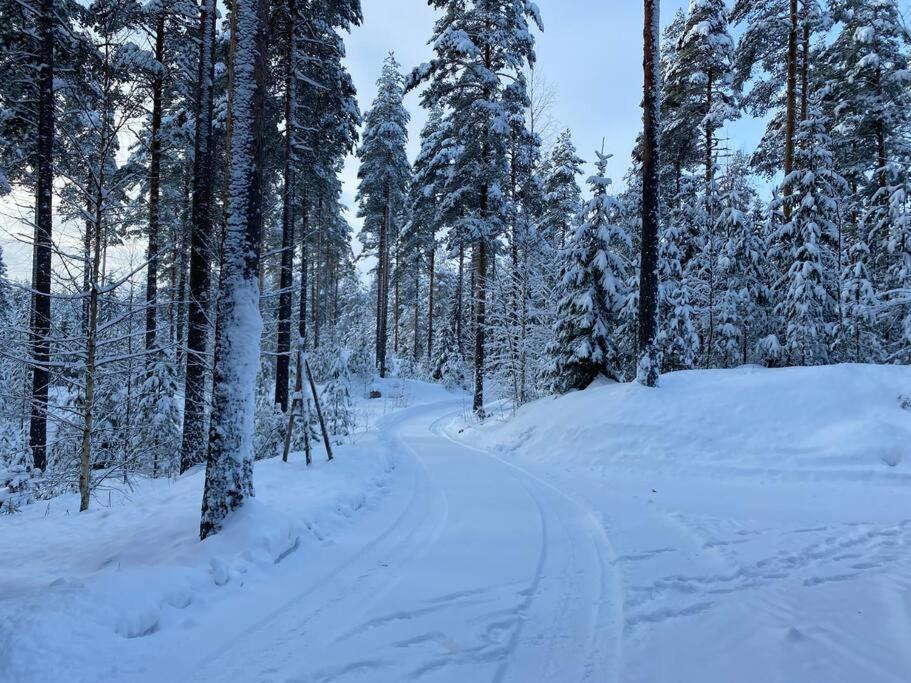 Unique winter holiday in pine forest