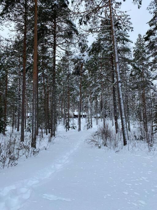 Unique winter holiday in pine forest