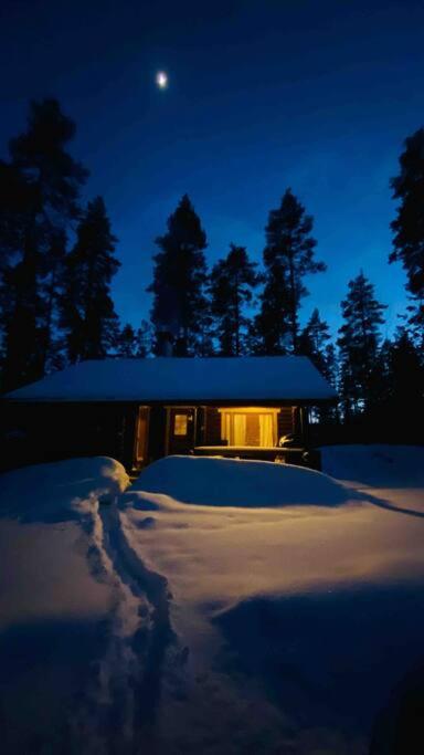 Unique winter holiday in pine forest