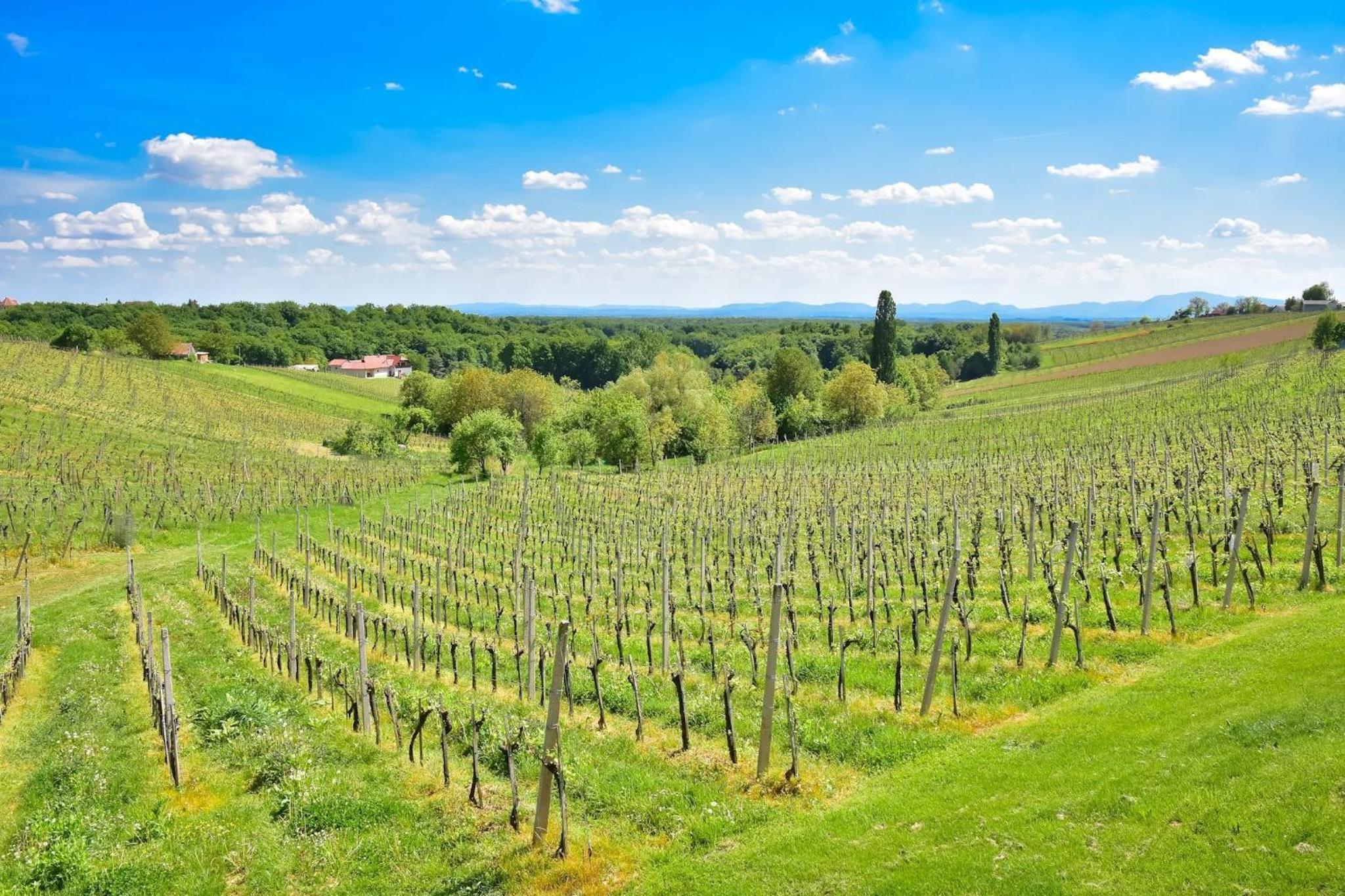 Hisa Vukan - Eco House in middle of vineyard with Sauna! view 3
