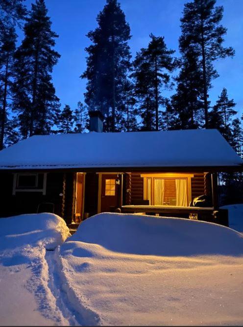 Unique winter holiday in pine forest