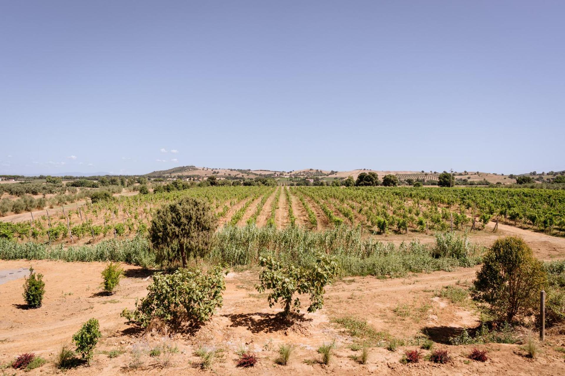Villa Podere 109 - BioWine view 5