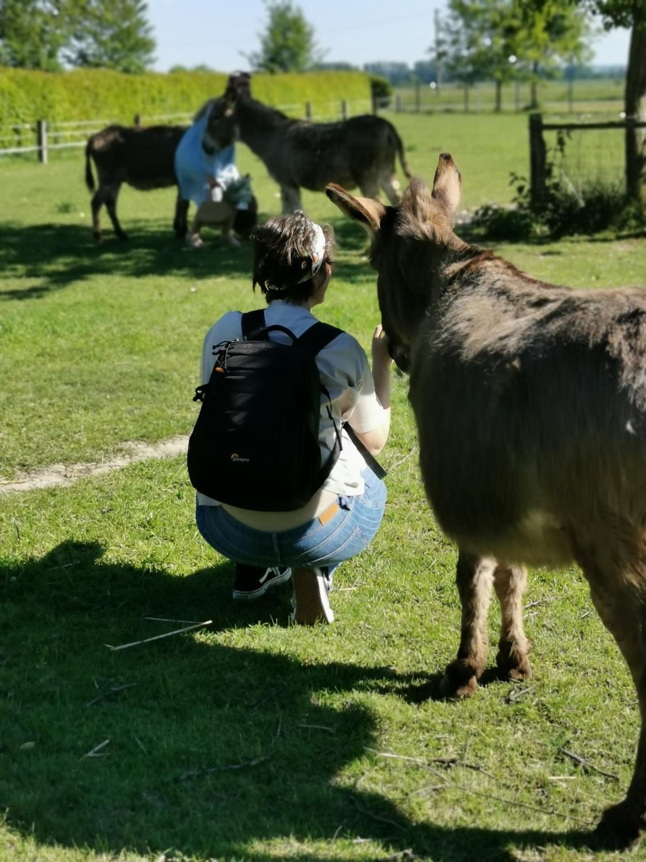 Hof Albersmeier Hüttinghausen / Urlaub am Stall