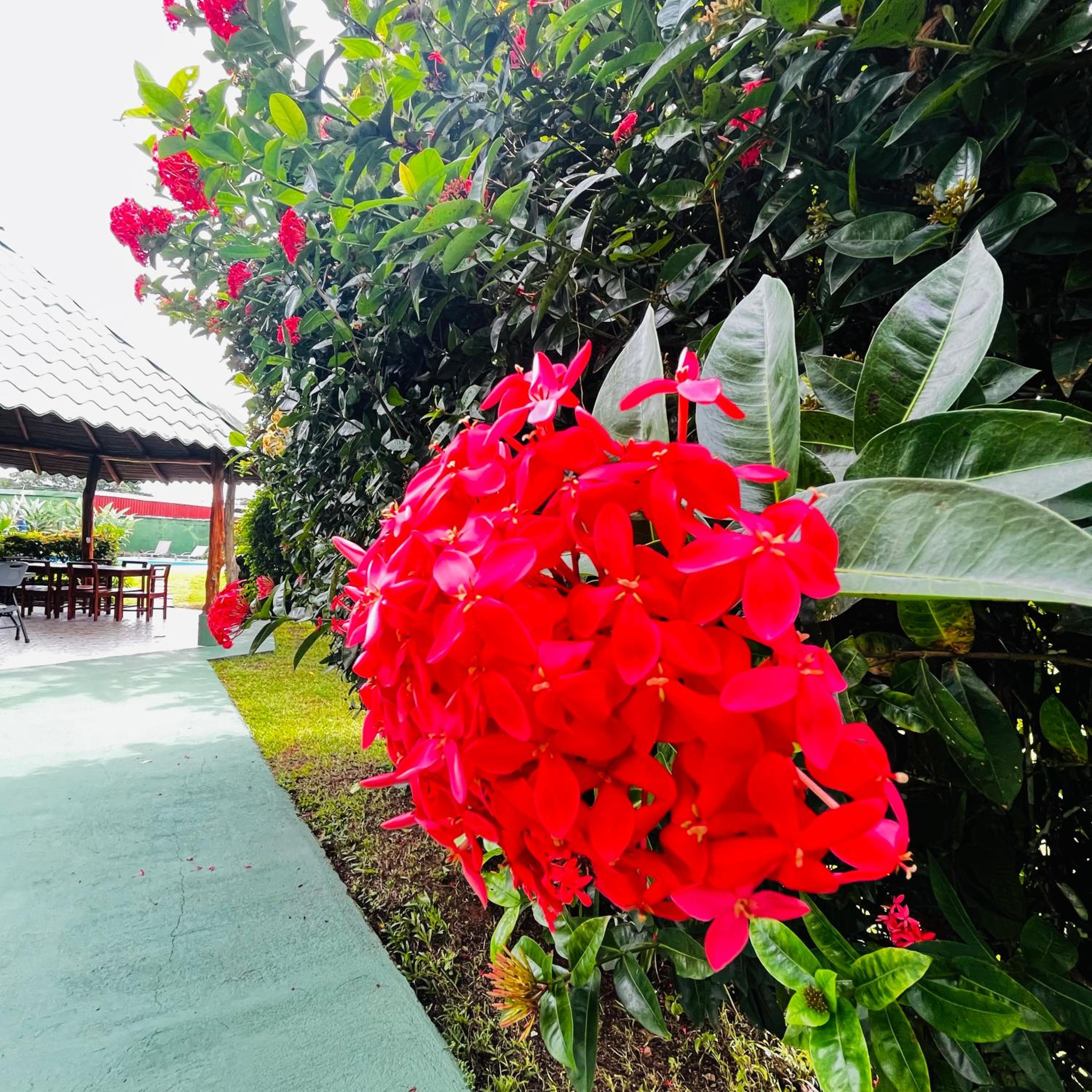 Hotel Villa Fortuna, Volcan Arenal, Costa Rica.