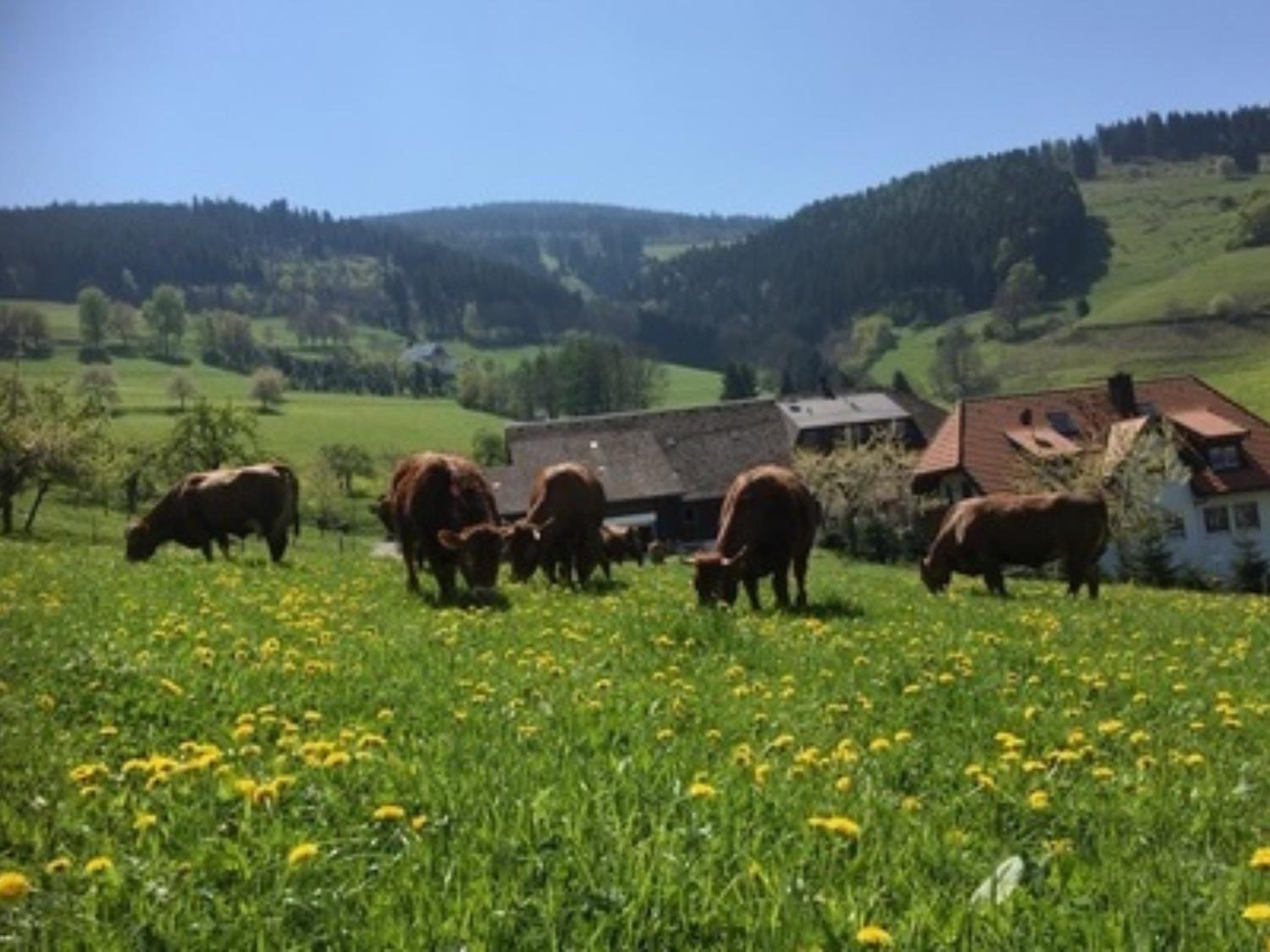 Ferienwohnungen Maierhof Oberried