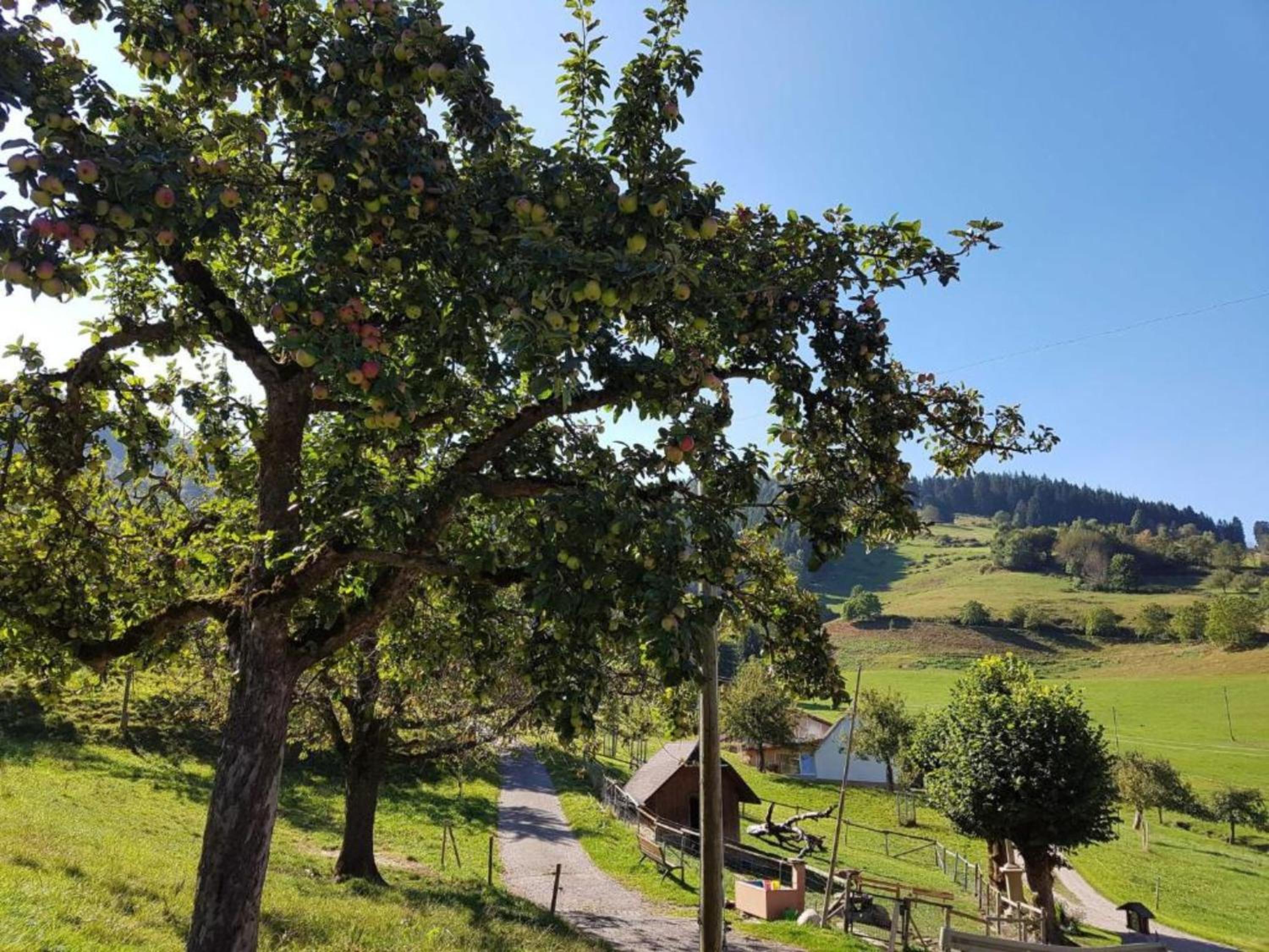 Ferienwohnungen Maierhof Oberried