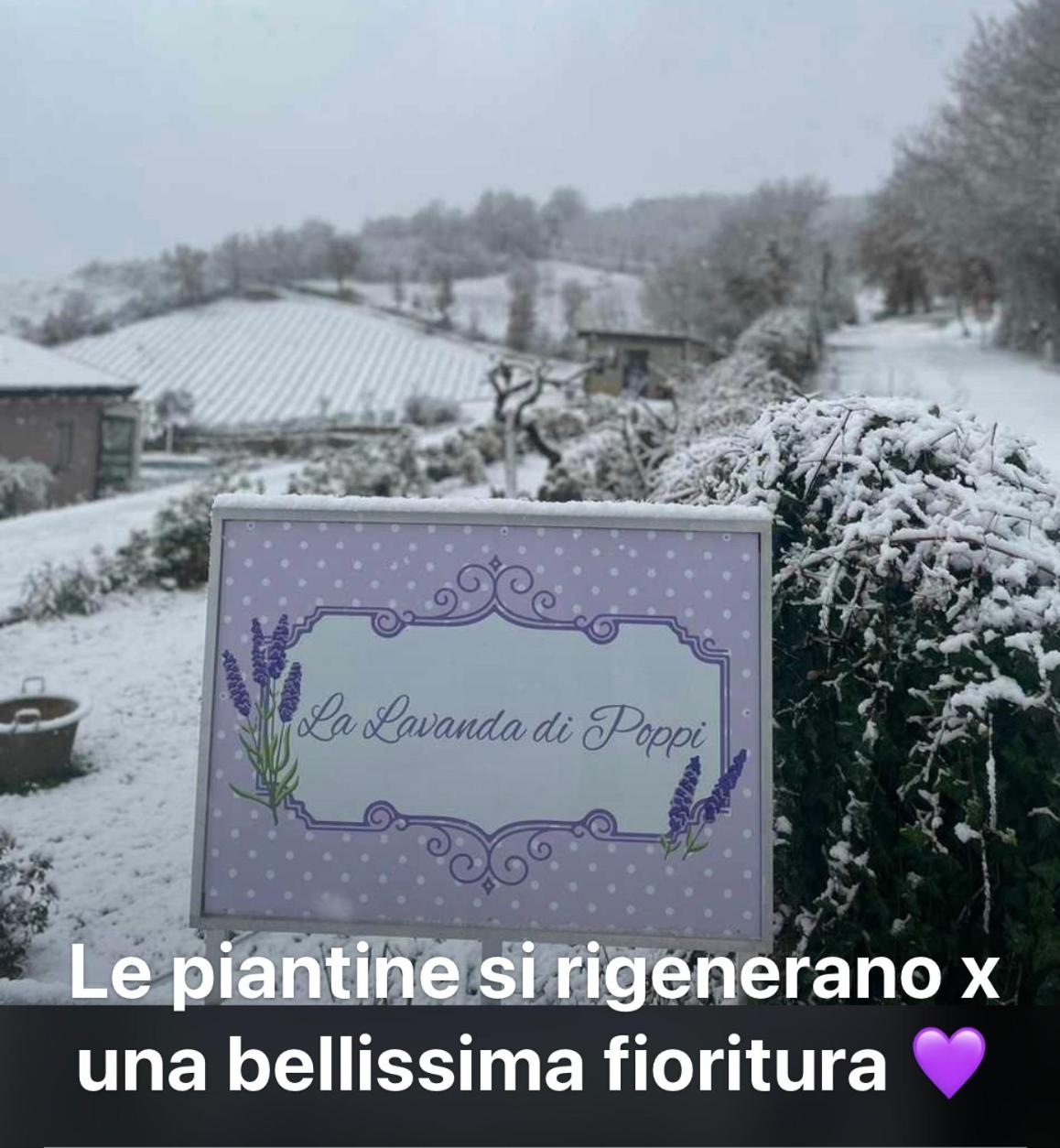 La lavanda di Poppi mini appartamento “Angustifolia “ view 3